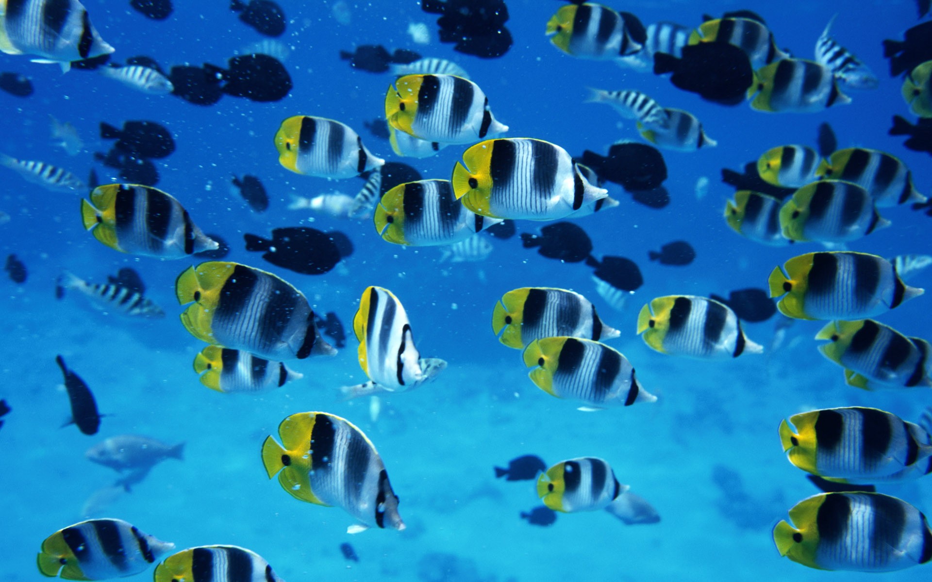 Tropical Fish Animals Sea Life Underwater Fish 1920x1200