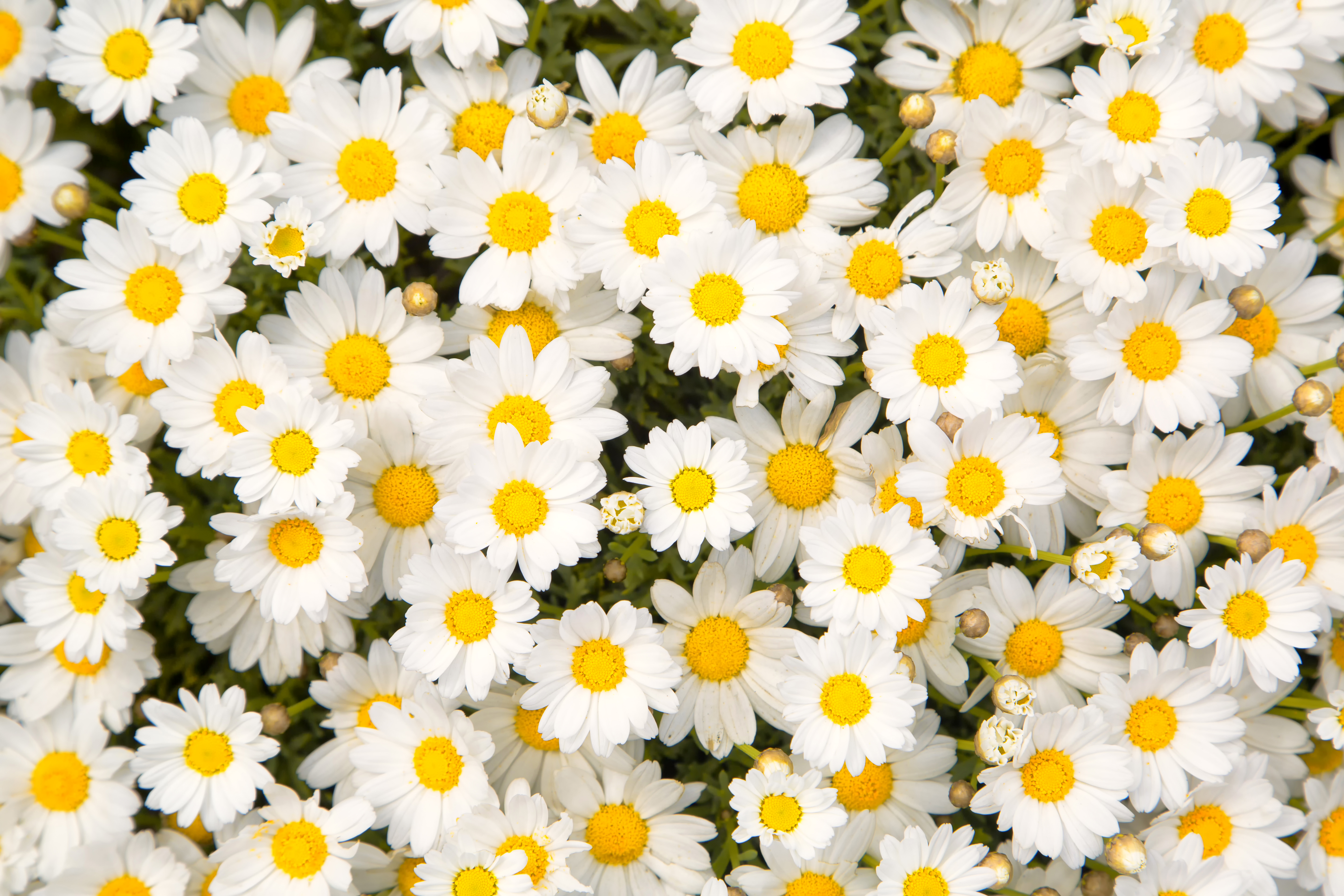 Earth Camomile Daisy Close Up White Flower 5760x3840