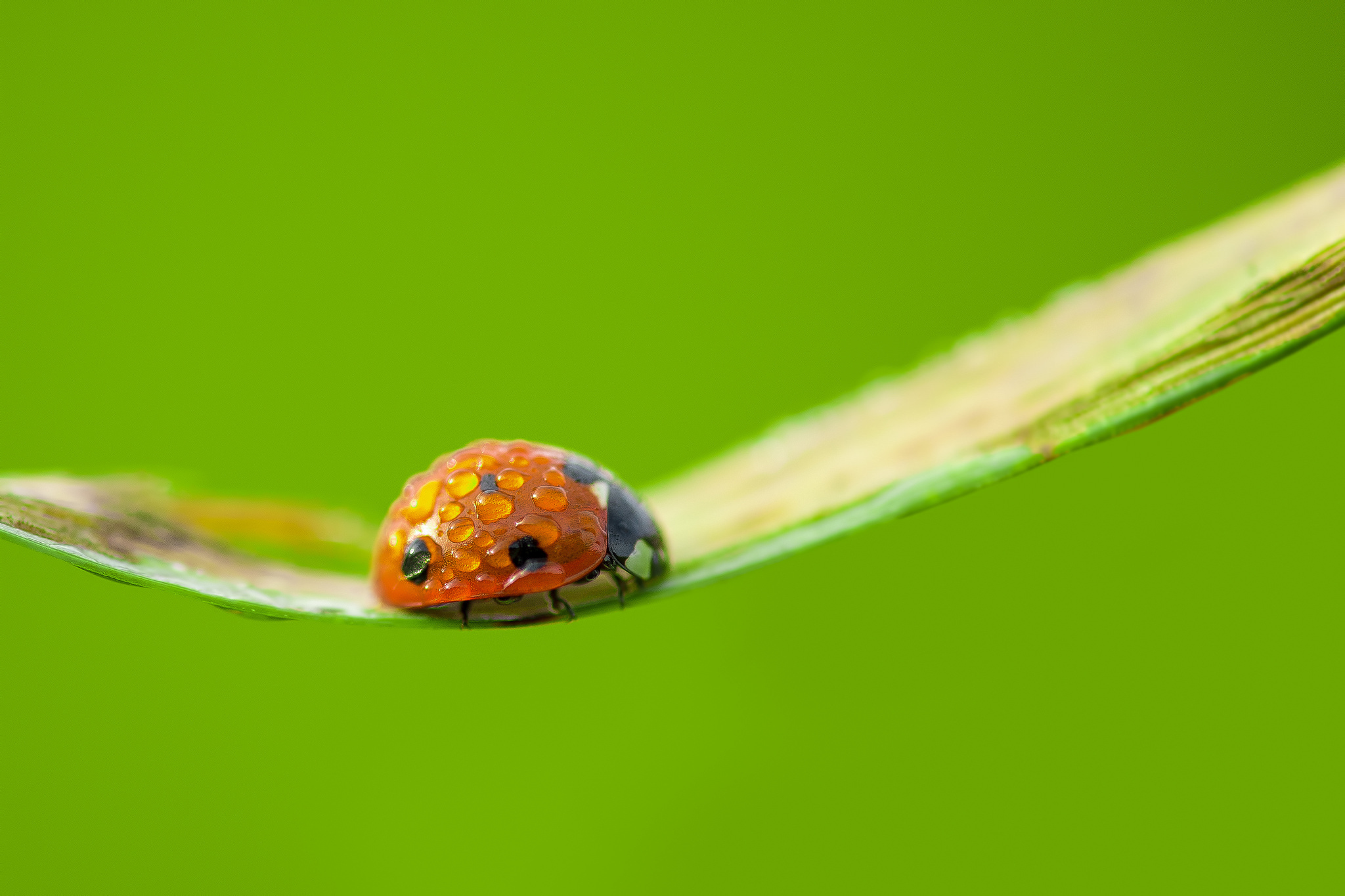 Green Macro Water Drops Insect Ladybugs Animals 2048x1365