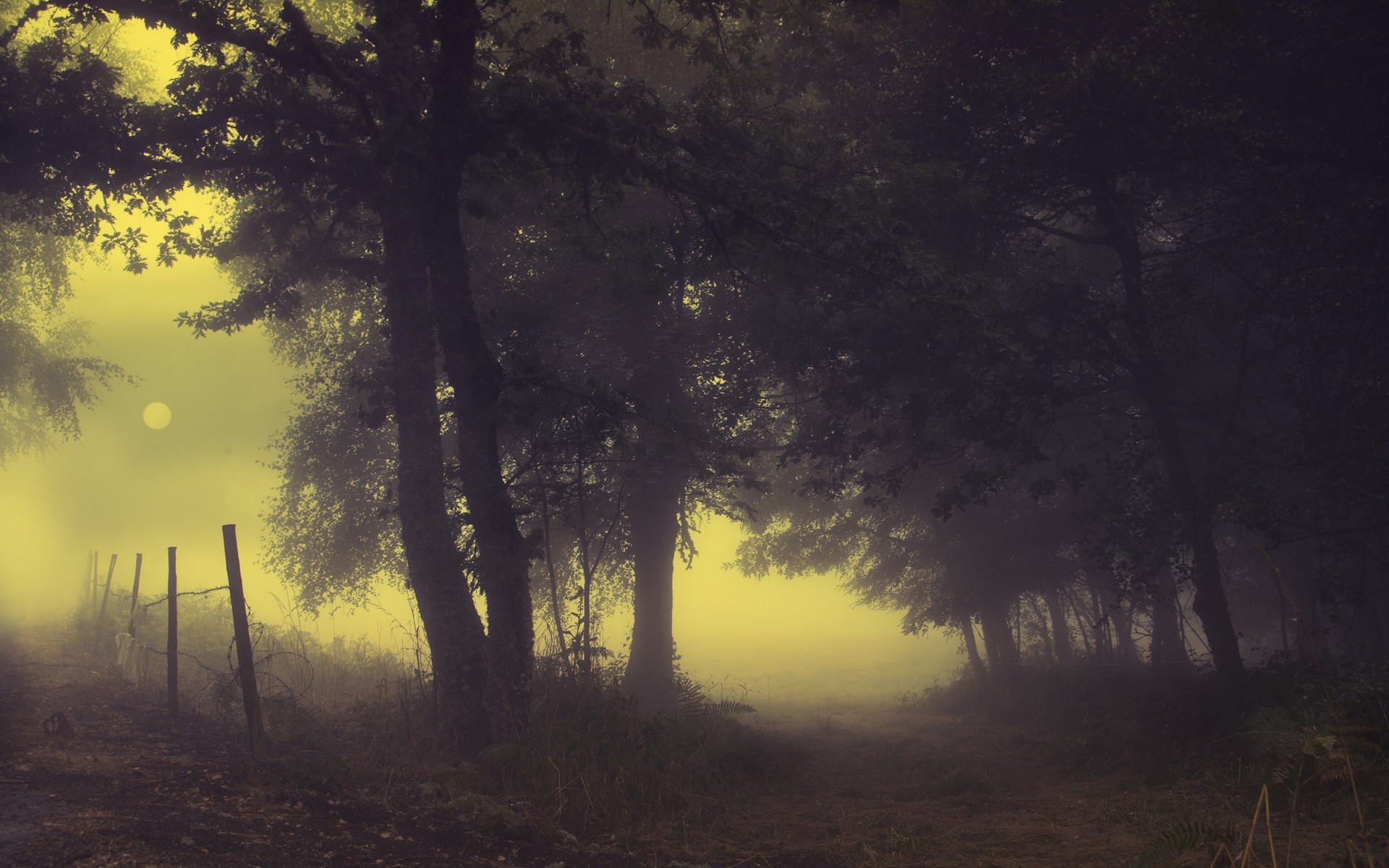 Landscape Nature Mist Path Trees Fence Morning Shrubs Silent 1920x1200