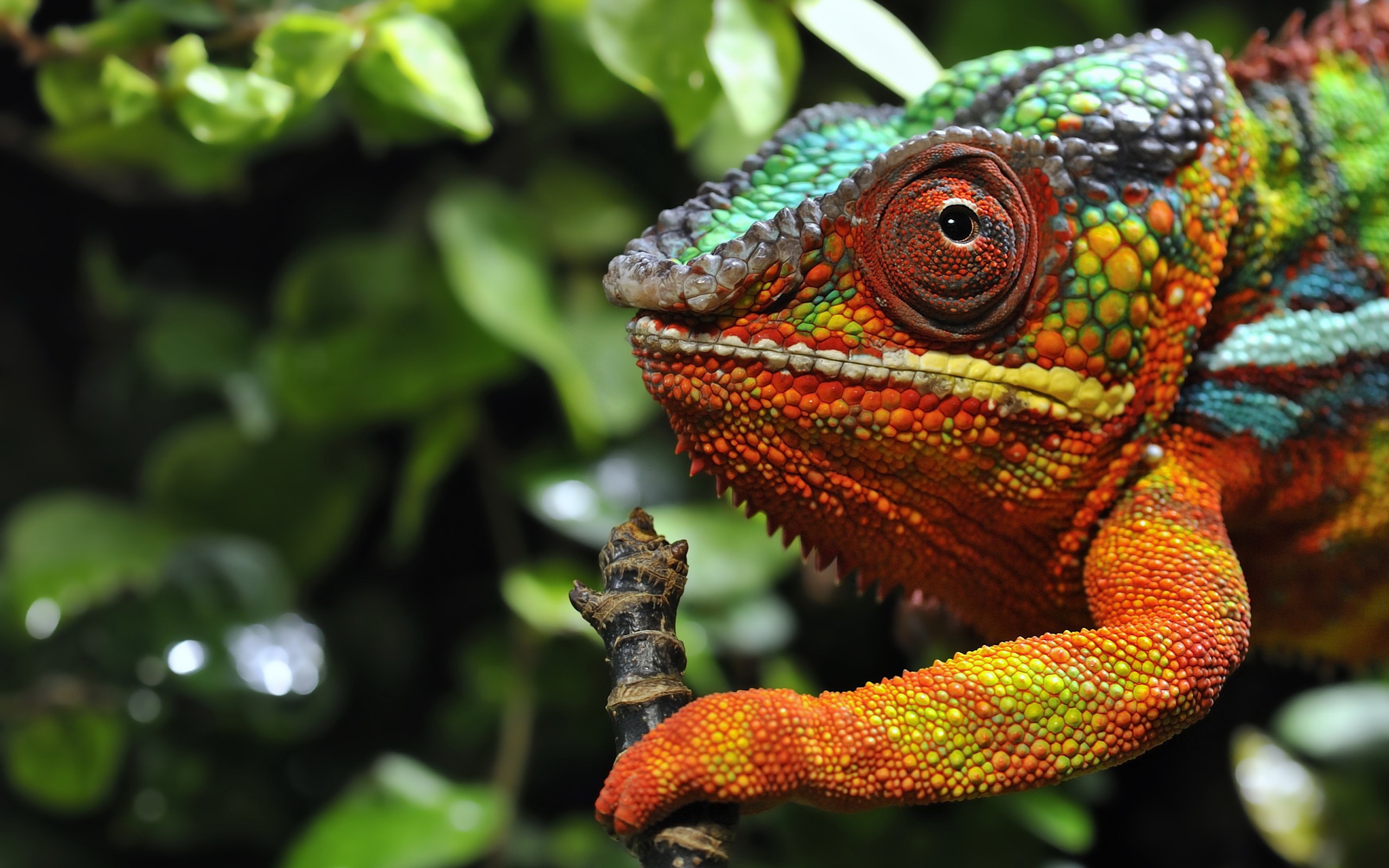 Chameleons Reptiles Colorful 2560x1600