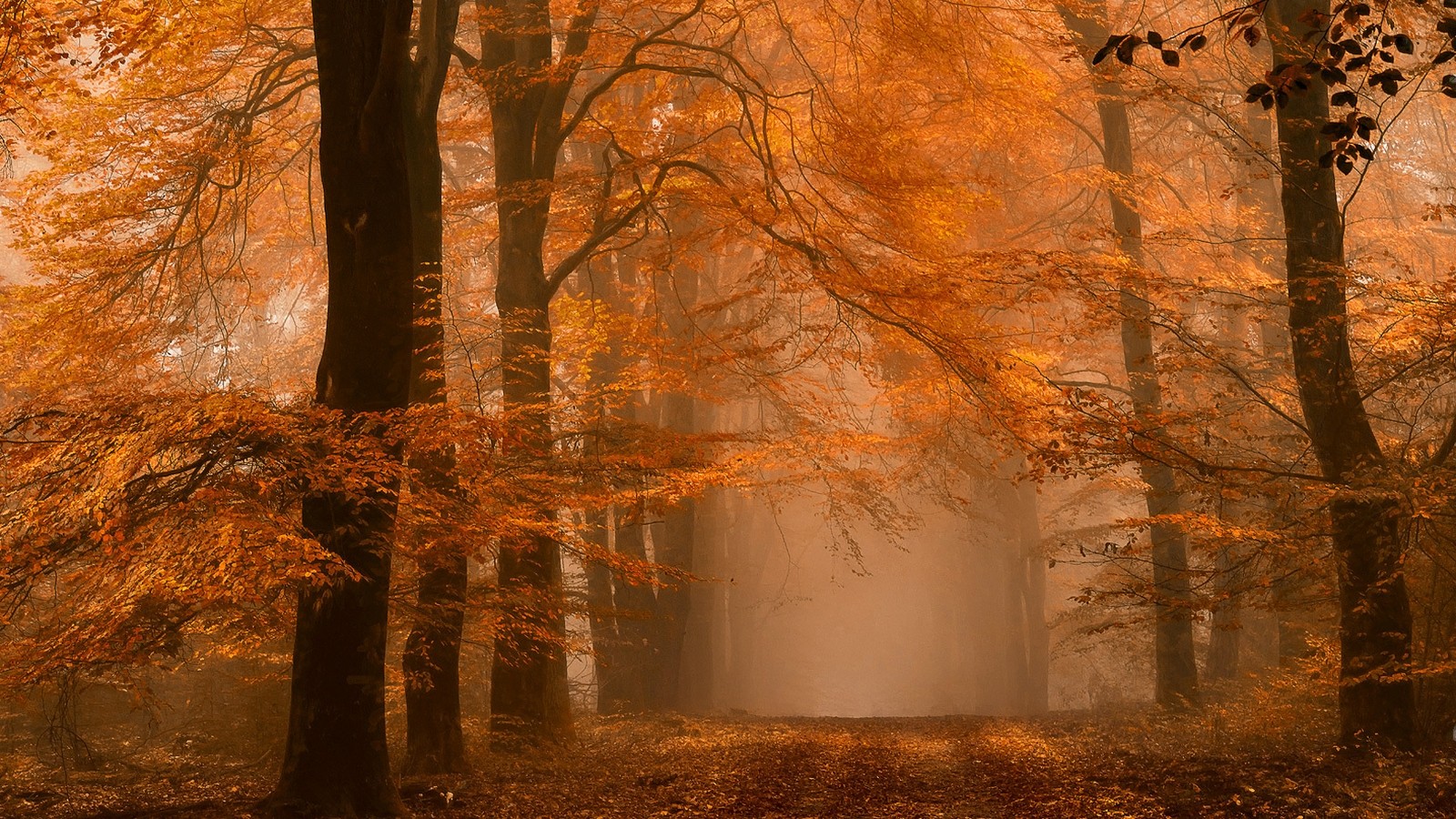 Nature Landscape Forest Fall Mist Path Amber Leaves Trees Atmosphere Daylight Morning Orange 1600x900