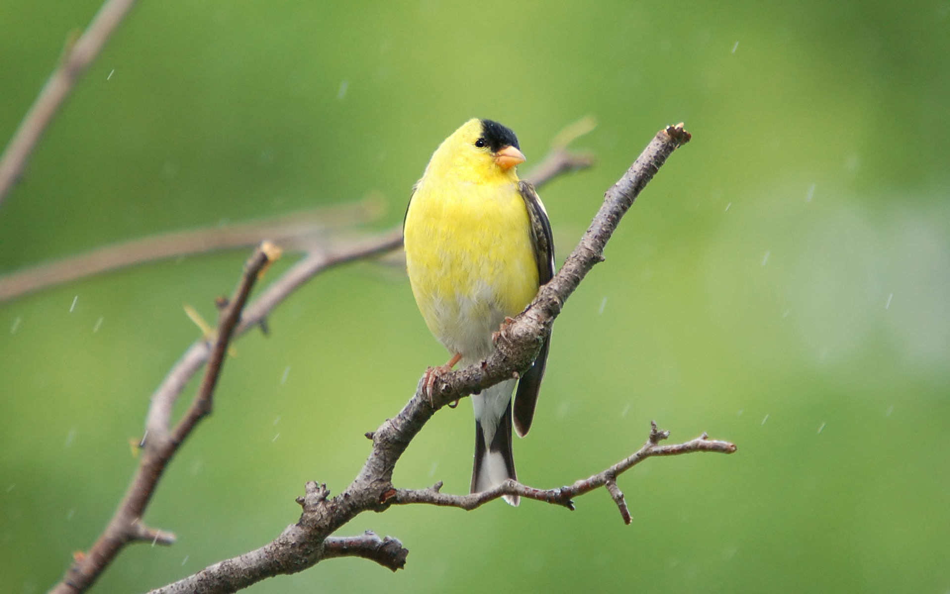 Animal Goldfinch 1920x1200