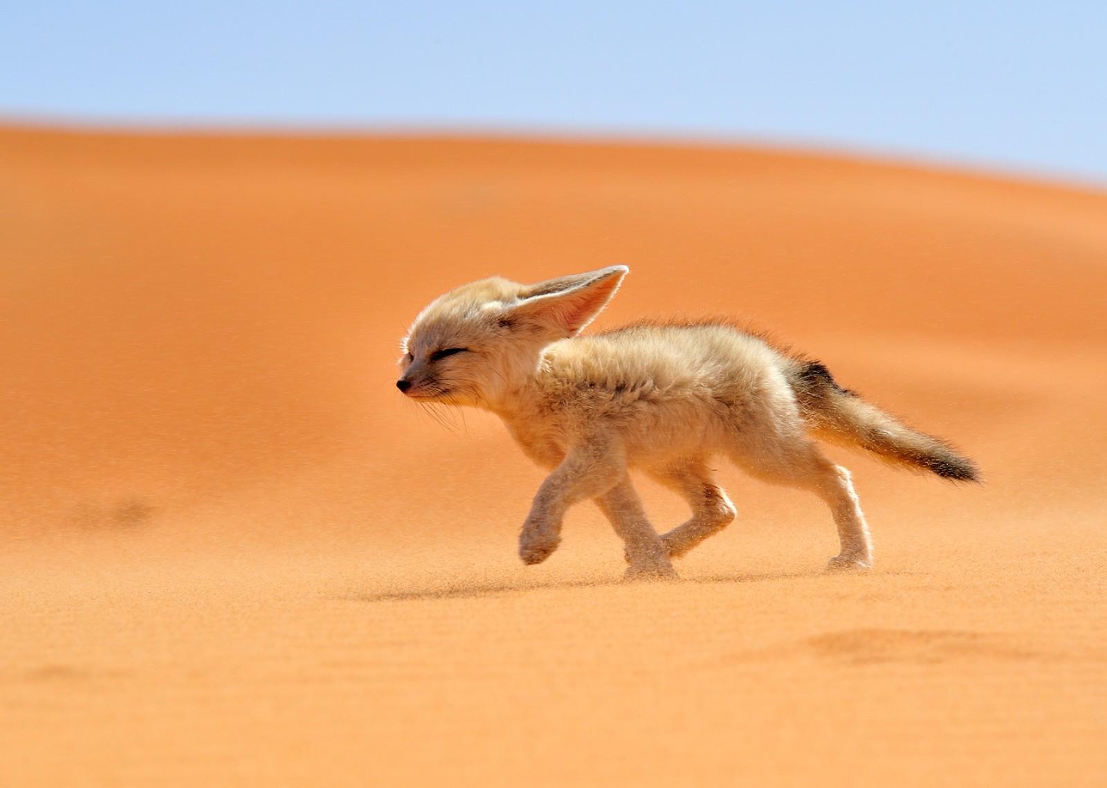 Fox Desert Cute 1600x1139