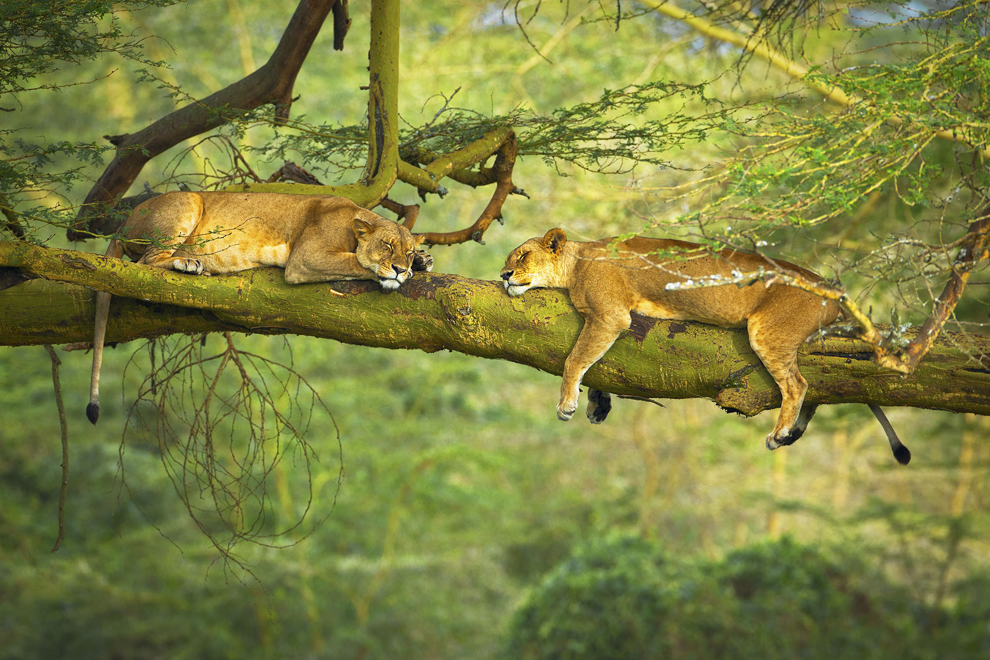 Nature Animals Lion Trees Branch Rest Sleeping Depth Of Field Wildlife Big Cats Green 2000x1333