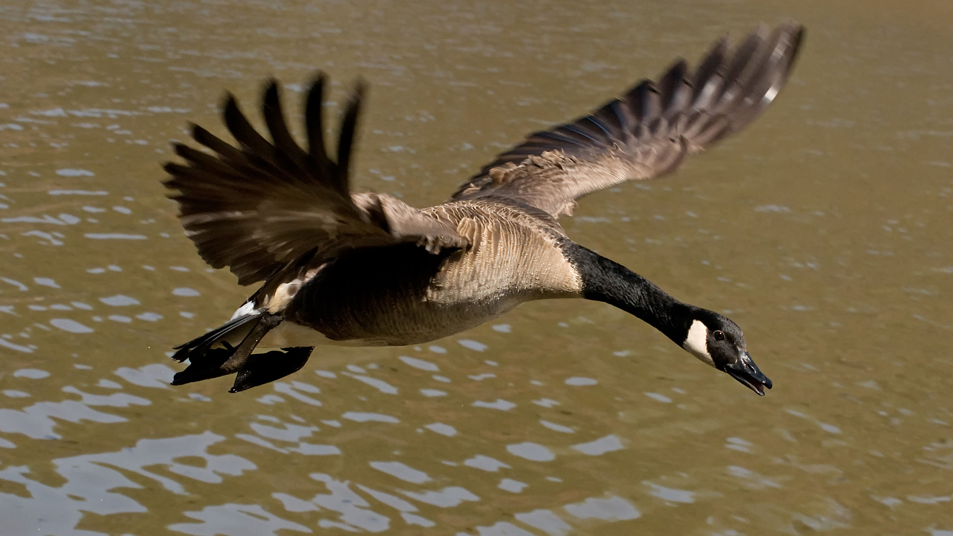 Canada Goose 1920x1080