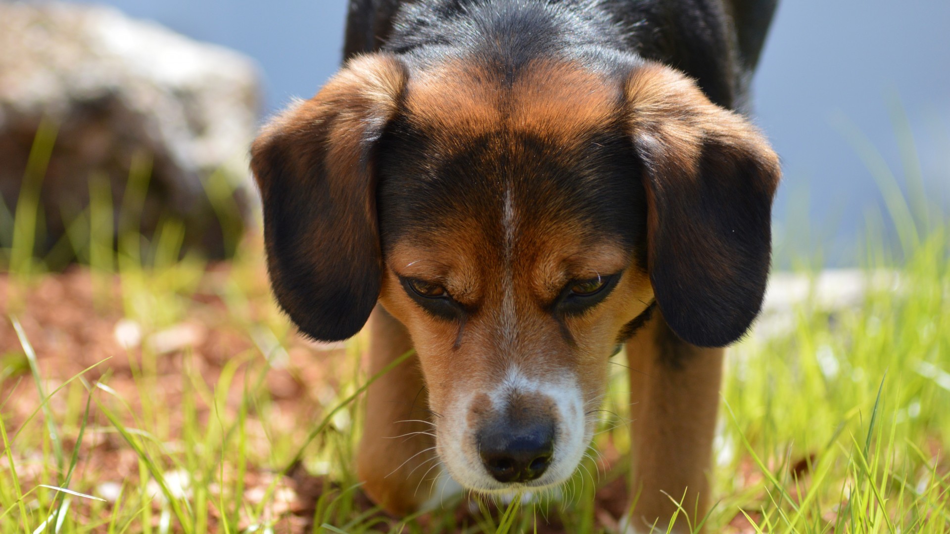 Dog Beagles Animals Closeup Grass 1920x1080