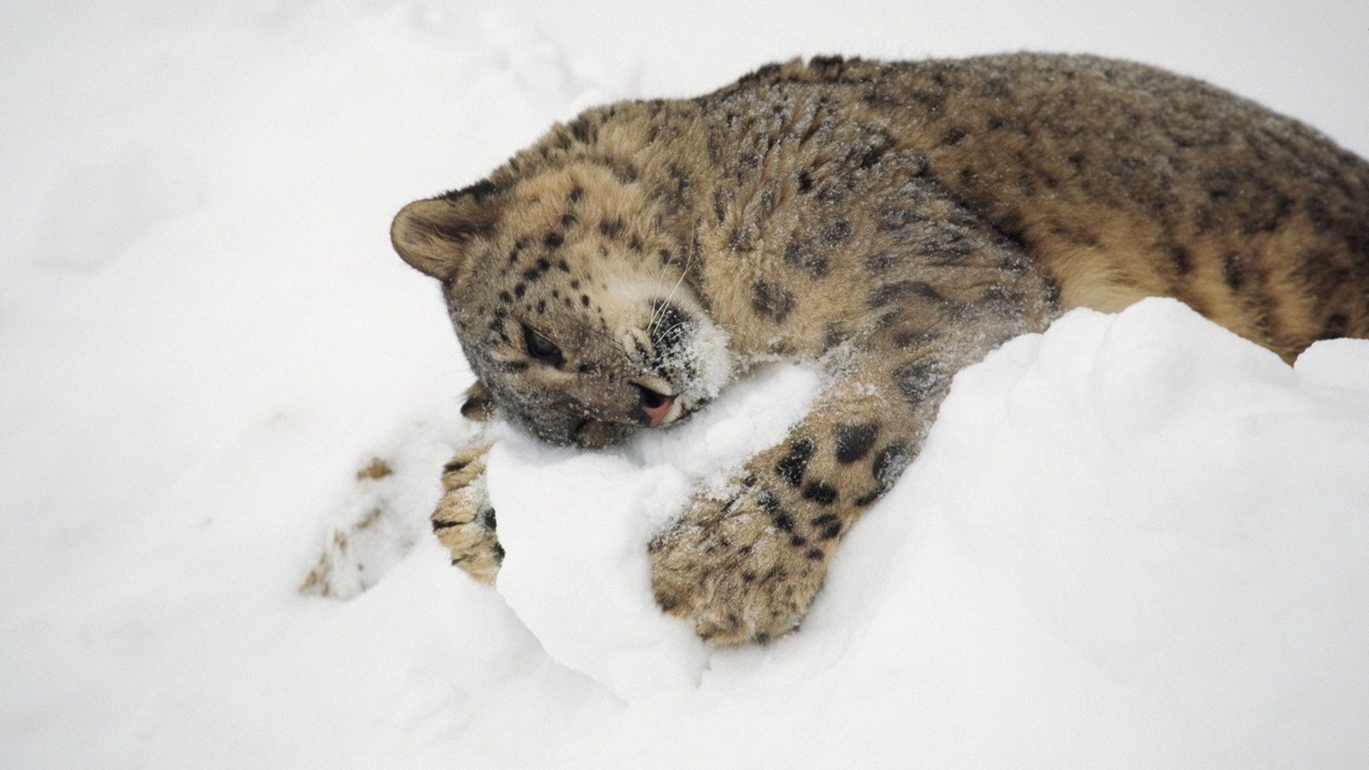 Animals Snow Hugging Snow Leopards Leopard Animal 1920x1080