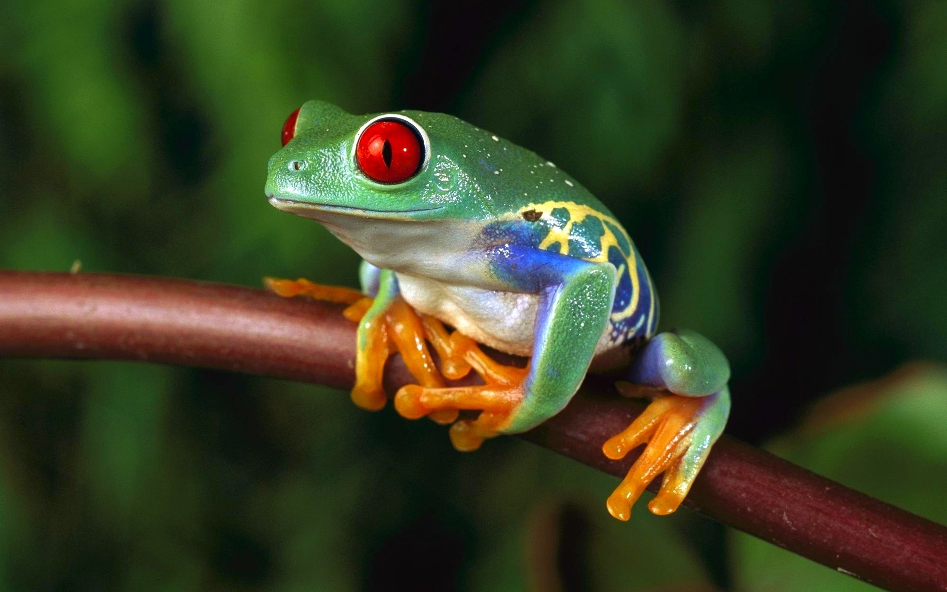 Frog Animals Amphibian Red Eyed Tree Frogs 1920x1200