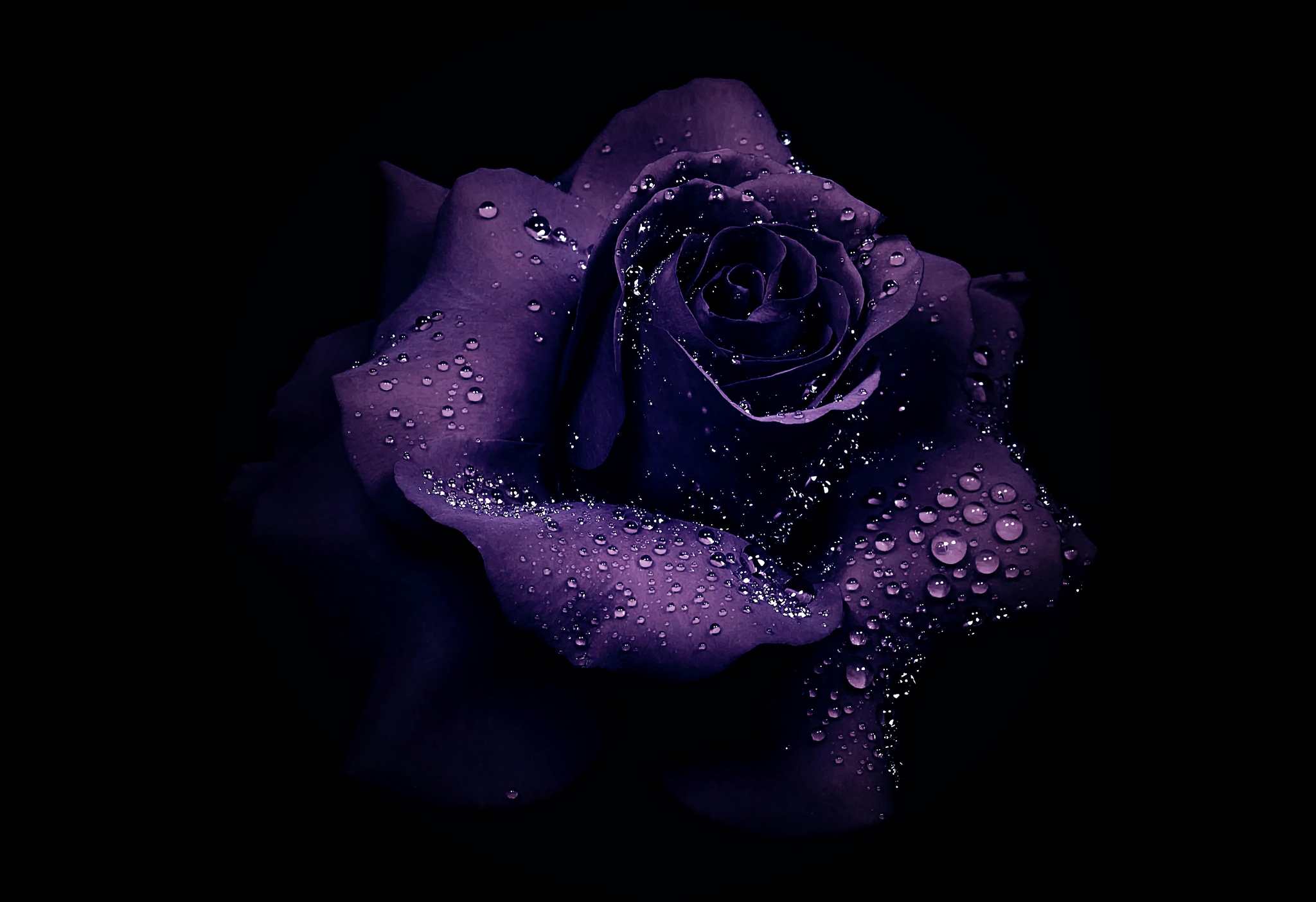 Flower Rose Purple Rose Dew Drop Purple Flower 2048x1404