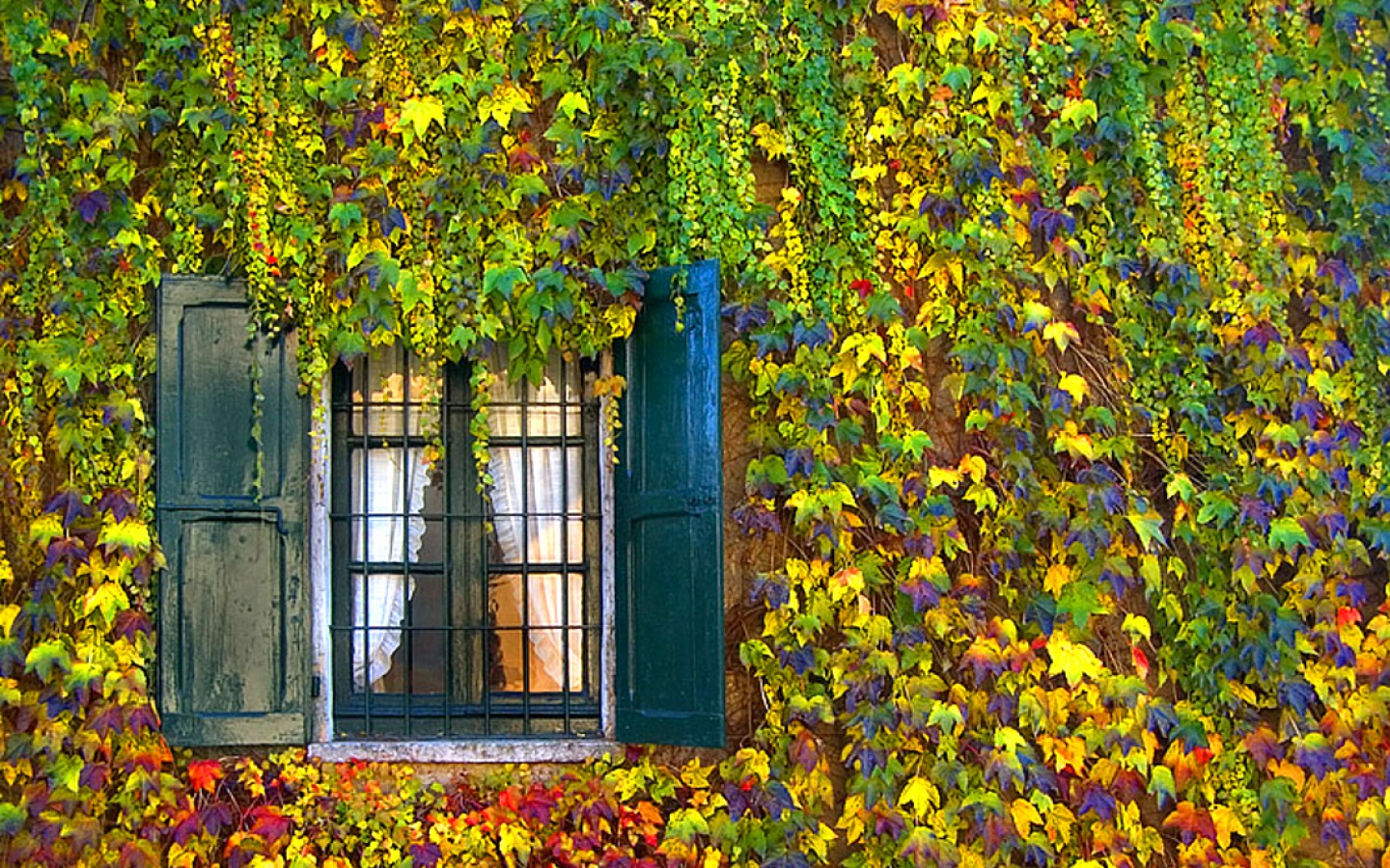 Window Fall Leaf Vine Ivy 1440x900