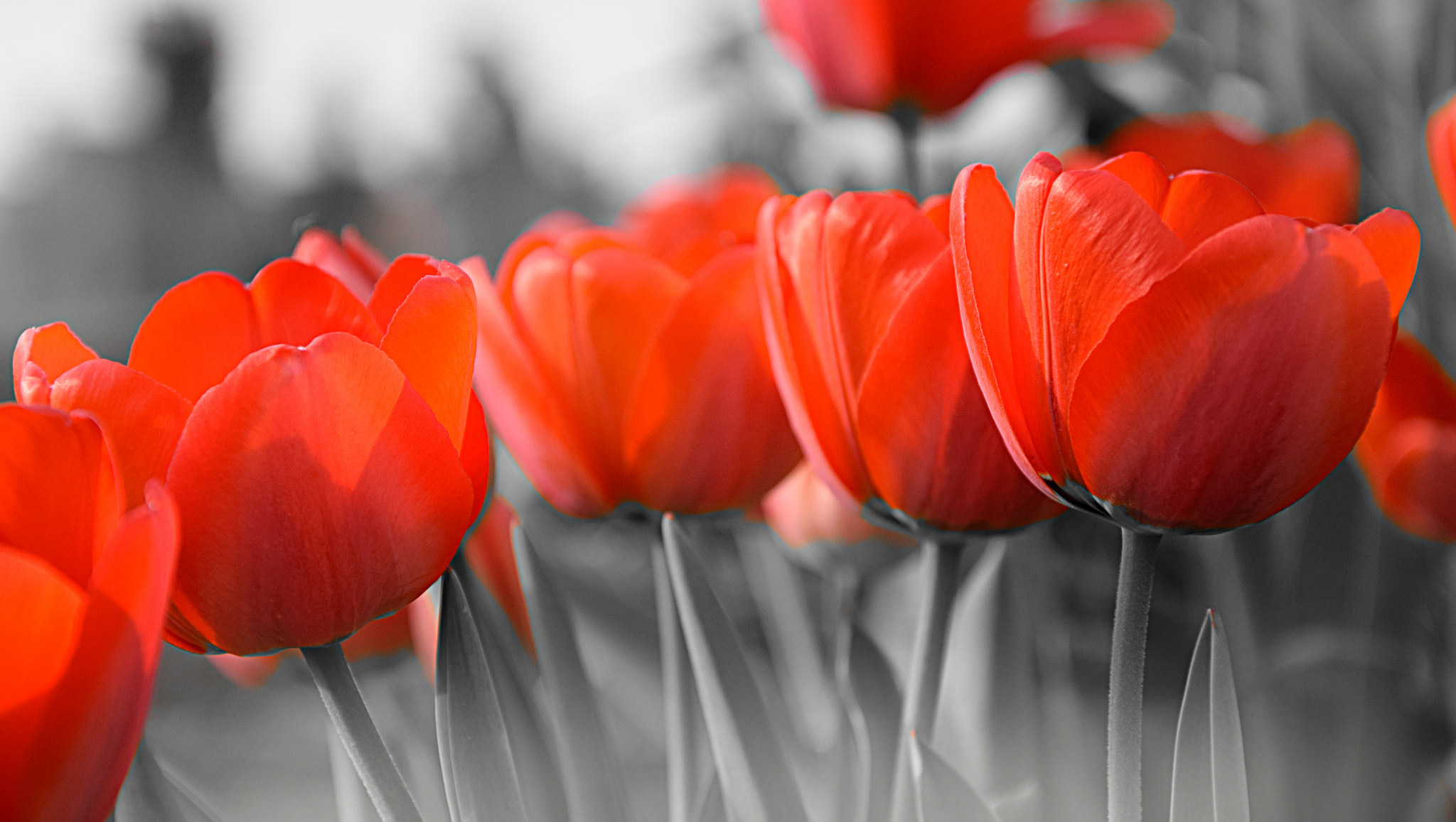 Tulip Flower Orange Flower Selective Color Nature 2048x1157
