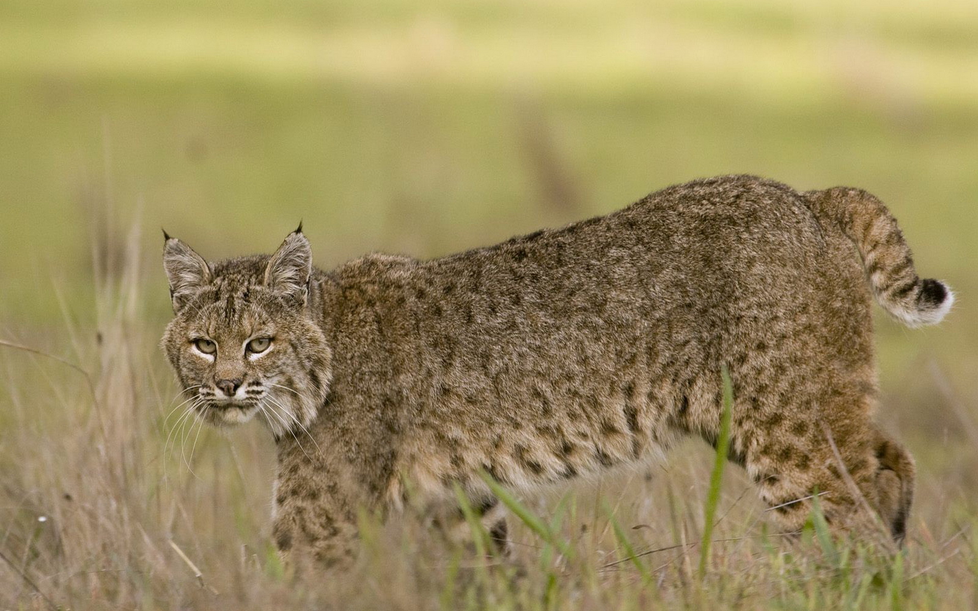 Animal Bobcat 1920x1200