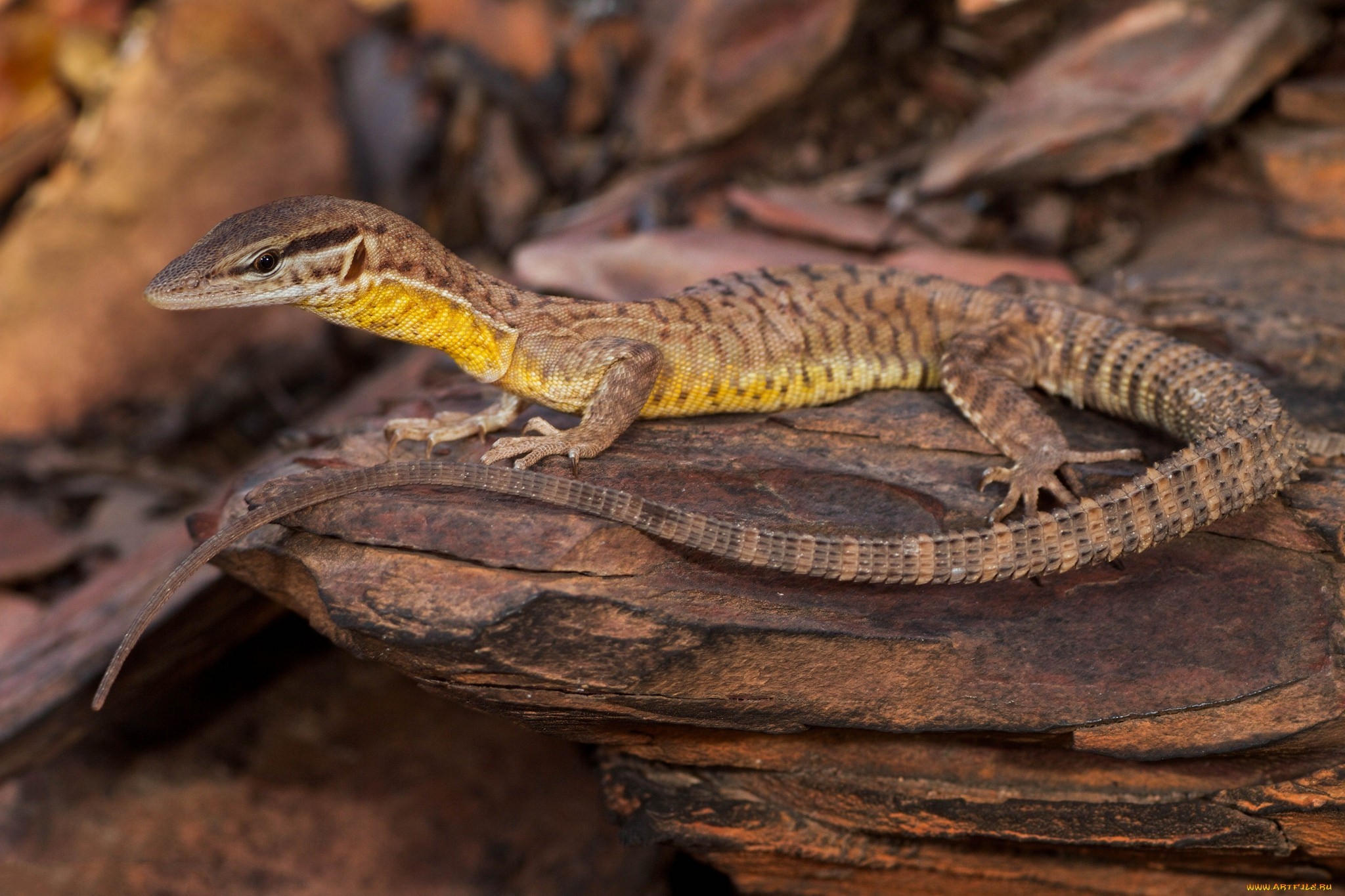 Animals Nature Lizards Reptiles Rock 2048x1365