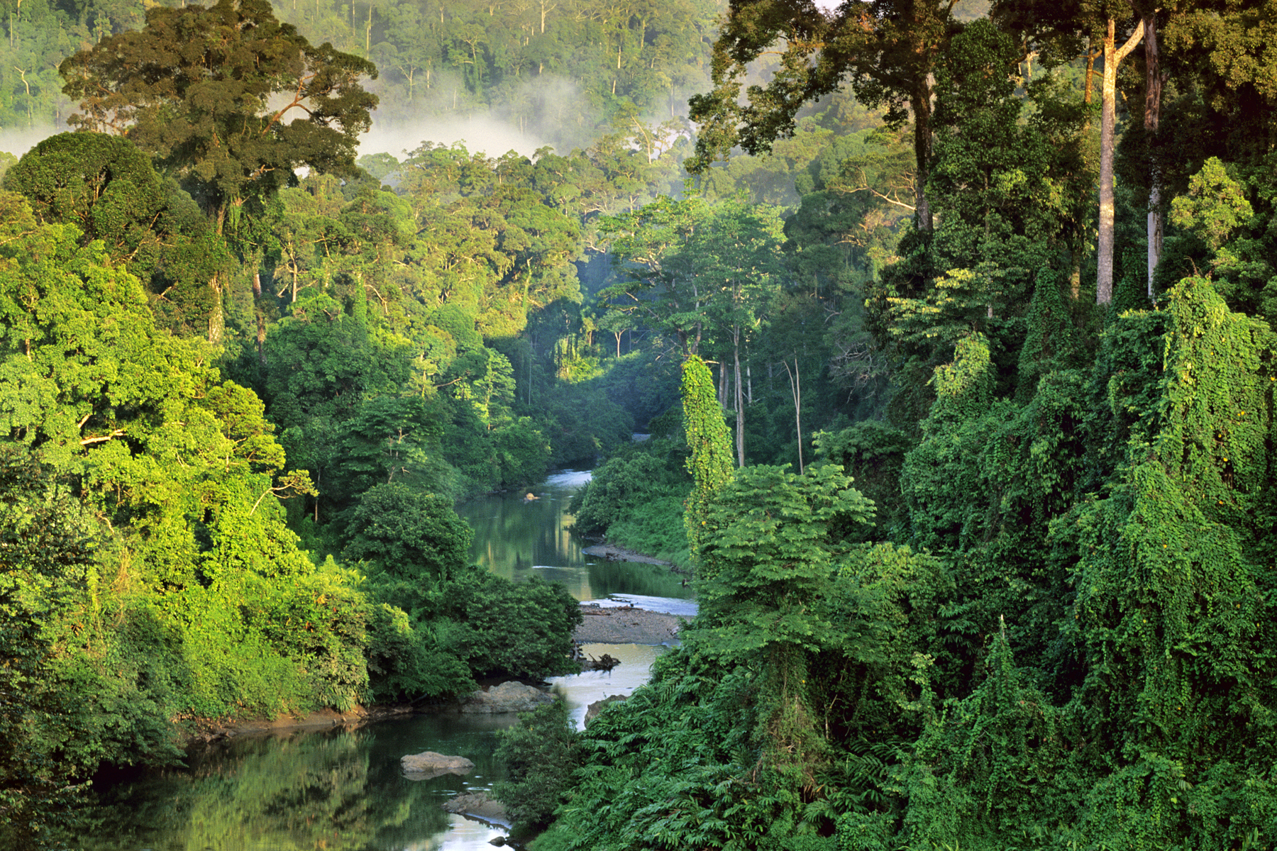 Nature Landscape National Geographic Trees Borneo Malaysia Forest Jungle River Mist Tropical Forest  1800x1200