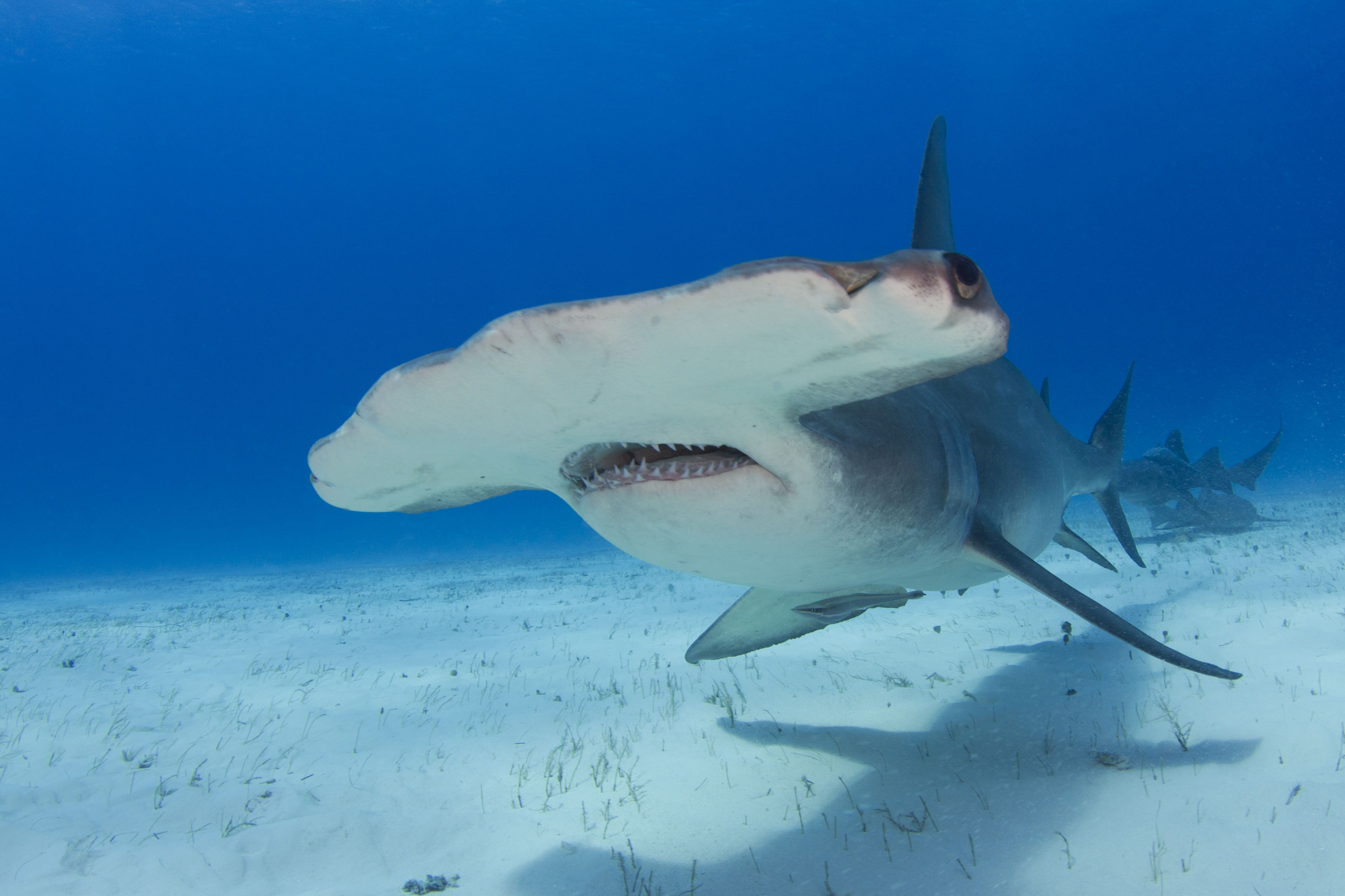 Animal Hammerhead Shark 3841x2560