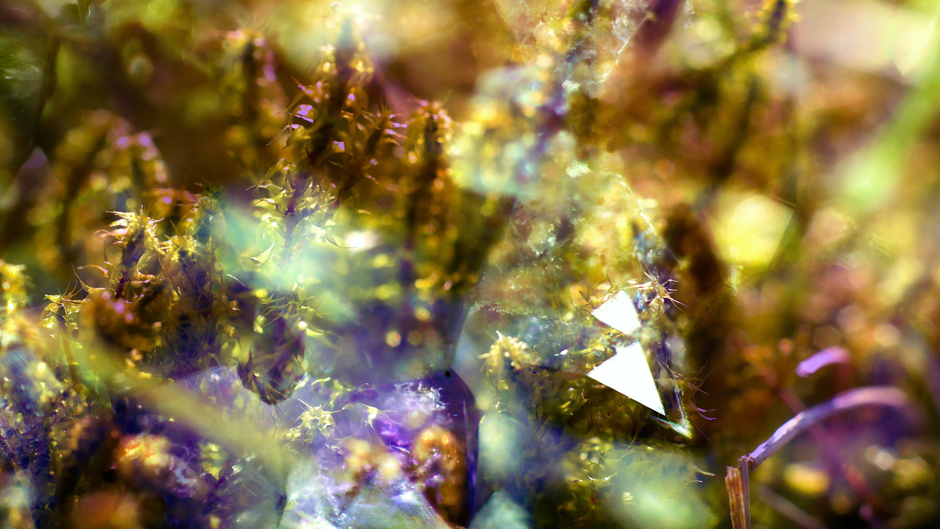 Macro Nature Overlay Crystal Closeup Colorful Moss 1920x1080