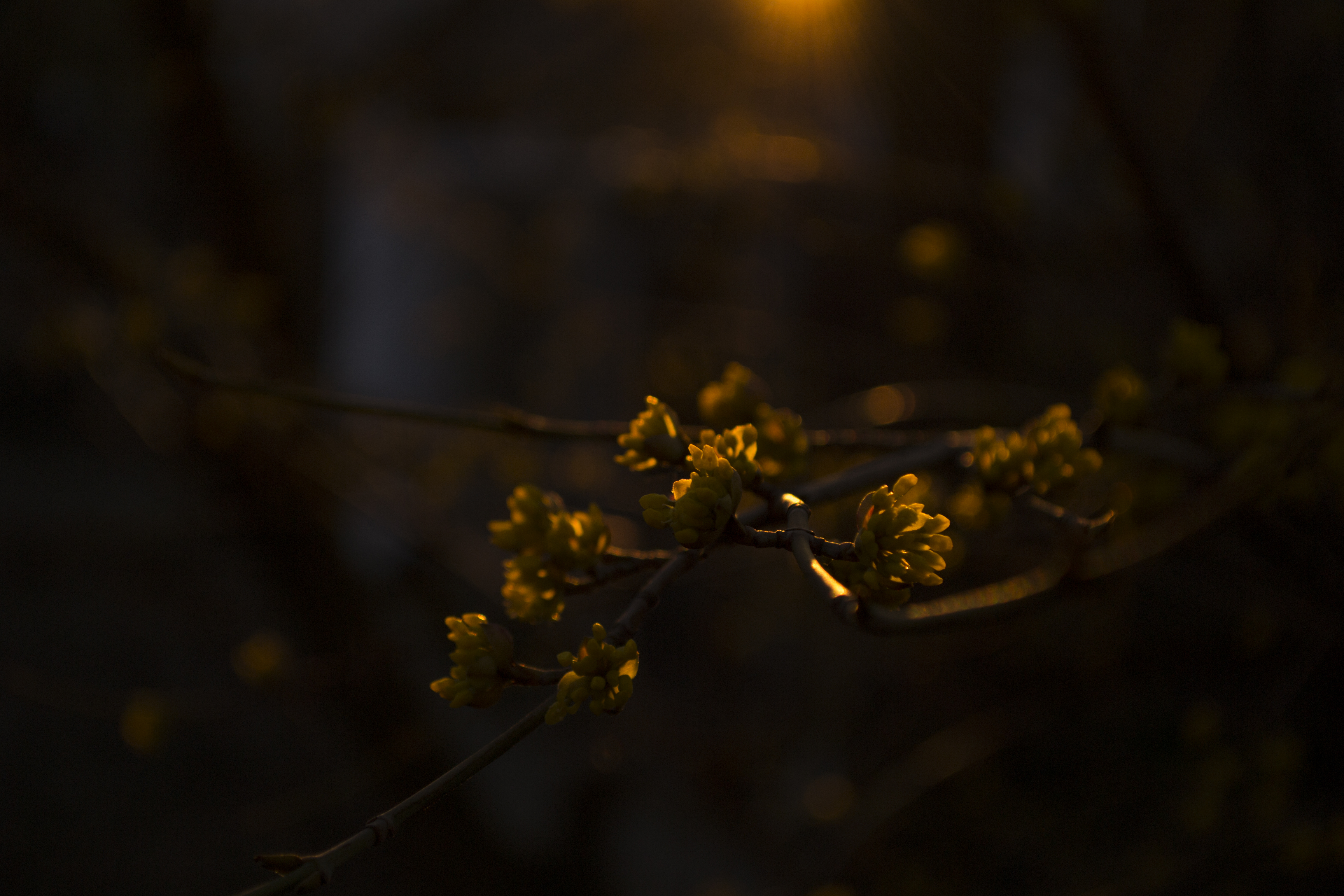 Herbarium Spring Sunset 4608x3072