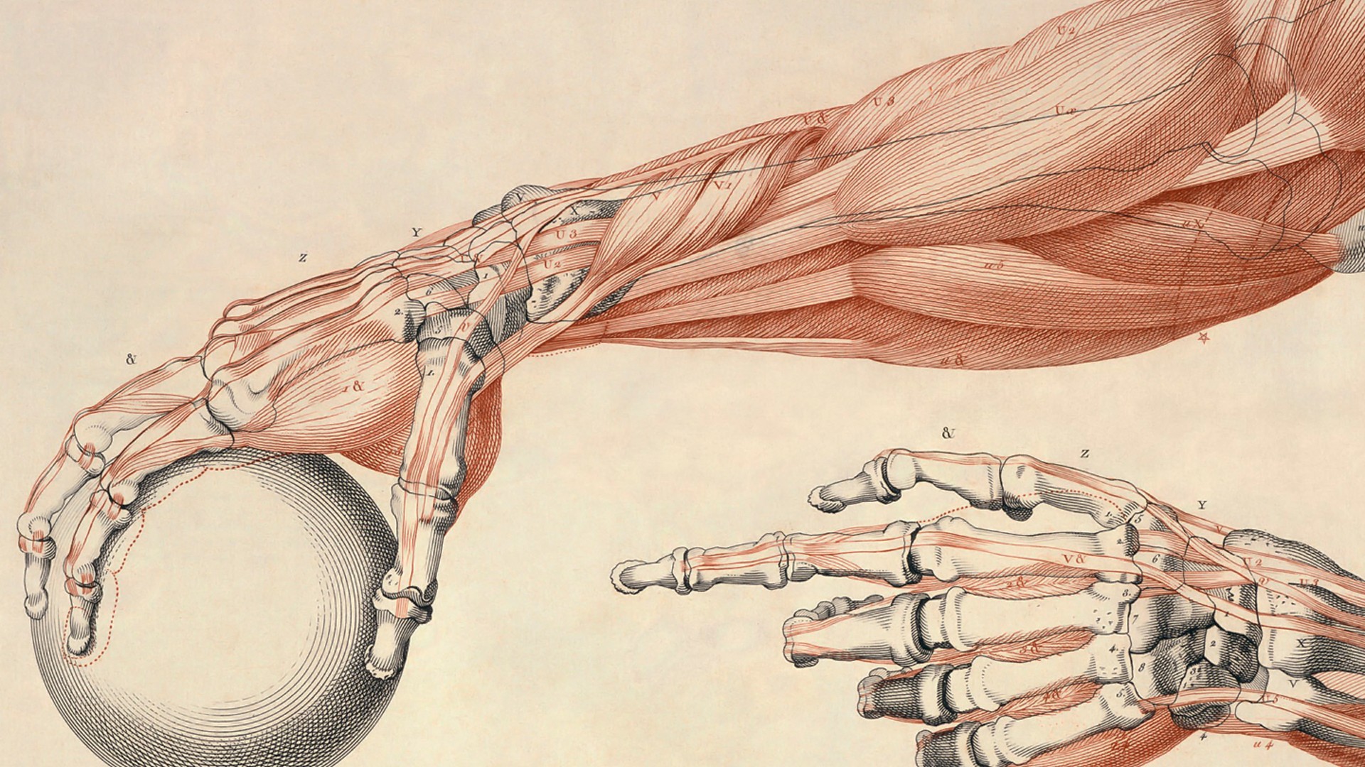 Anatomy Muscles Bones Ball Arm Hands 1920x1080