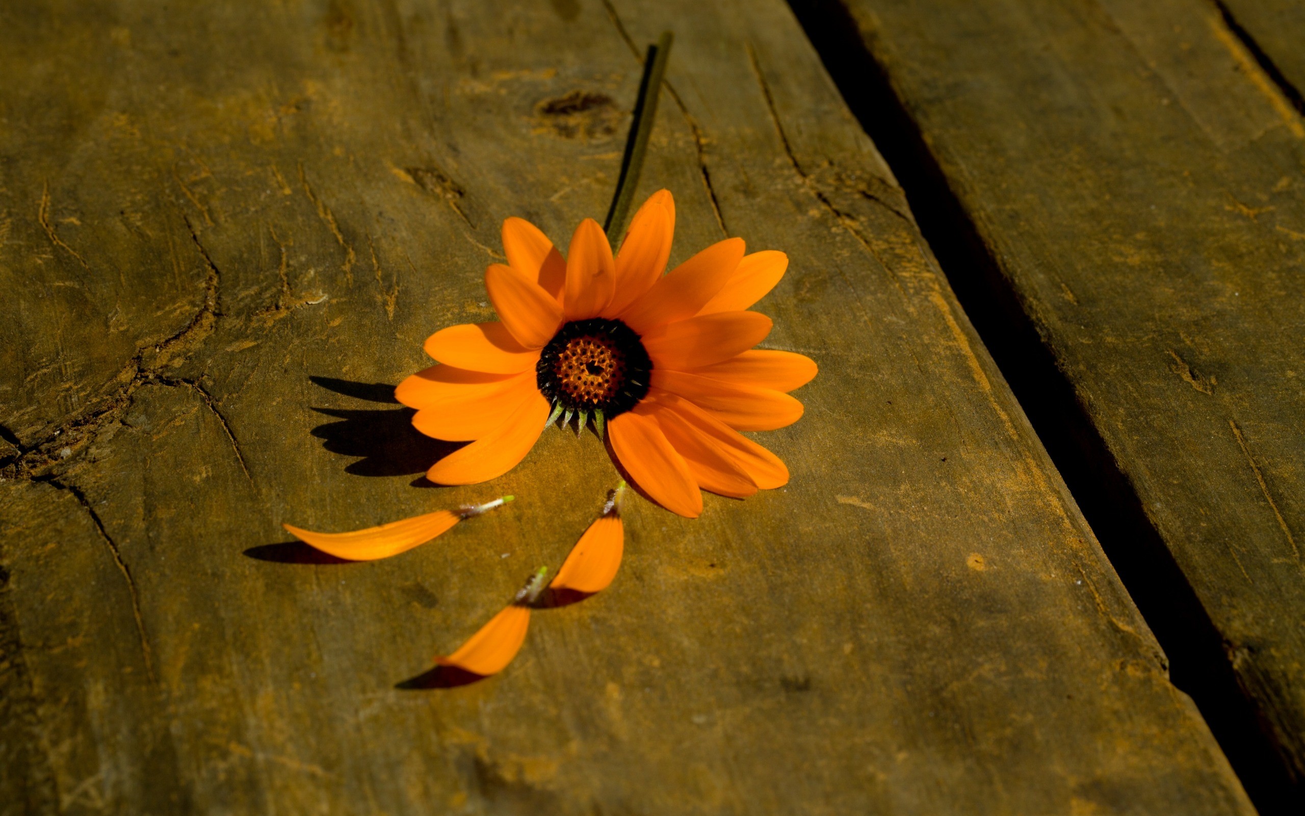 Flowers Orange Flowers Petals Daisies Wooden Surface 2560x1600