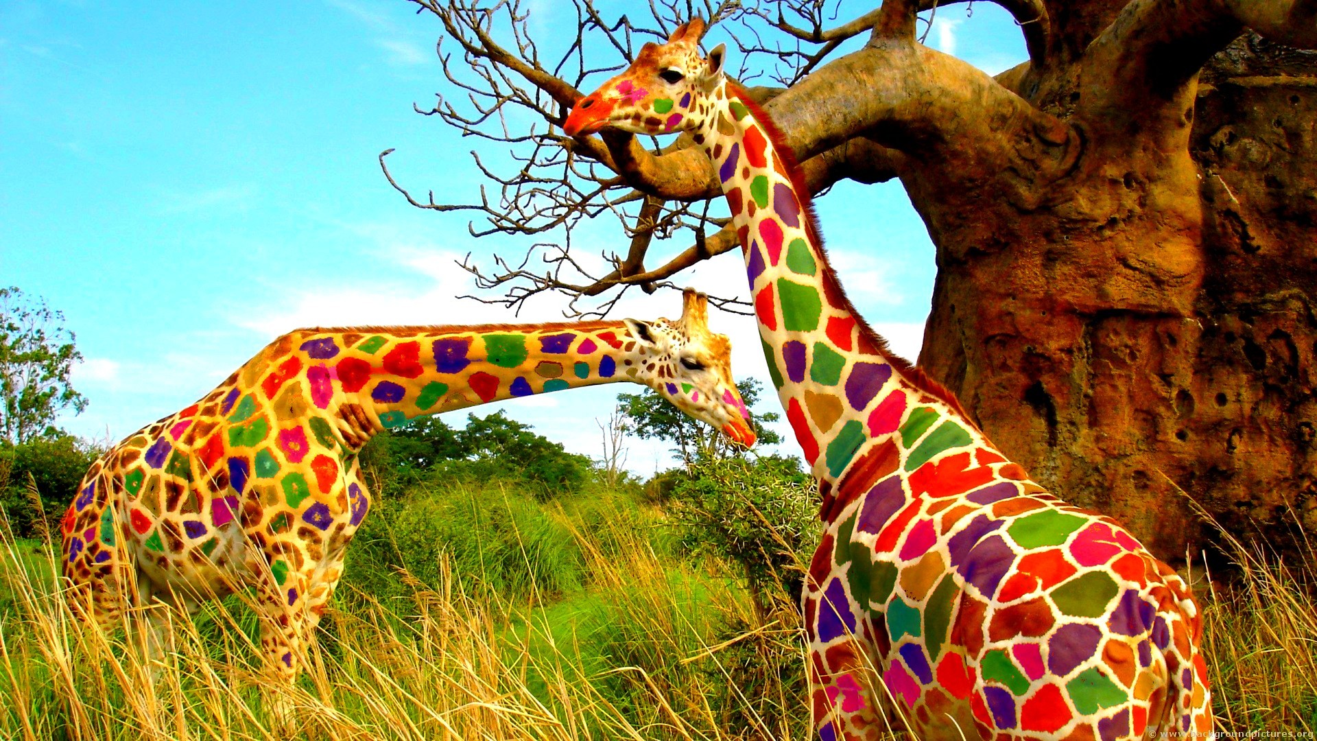 Nature Animals Landscape Giraffes Trees Colorful Grass Humor Photo Manipulation 1920x1080