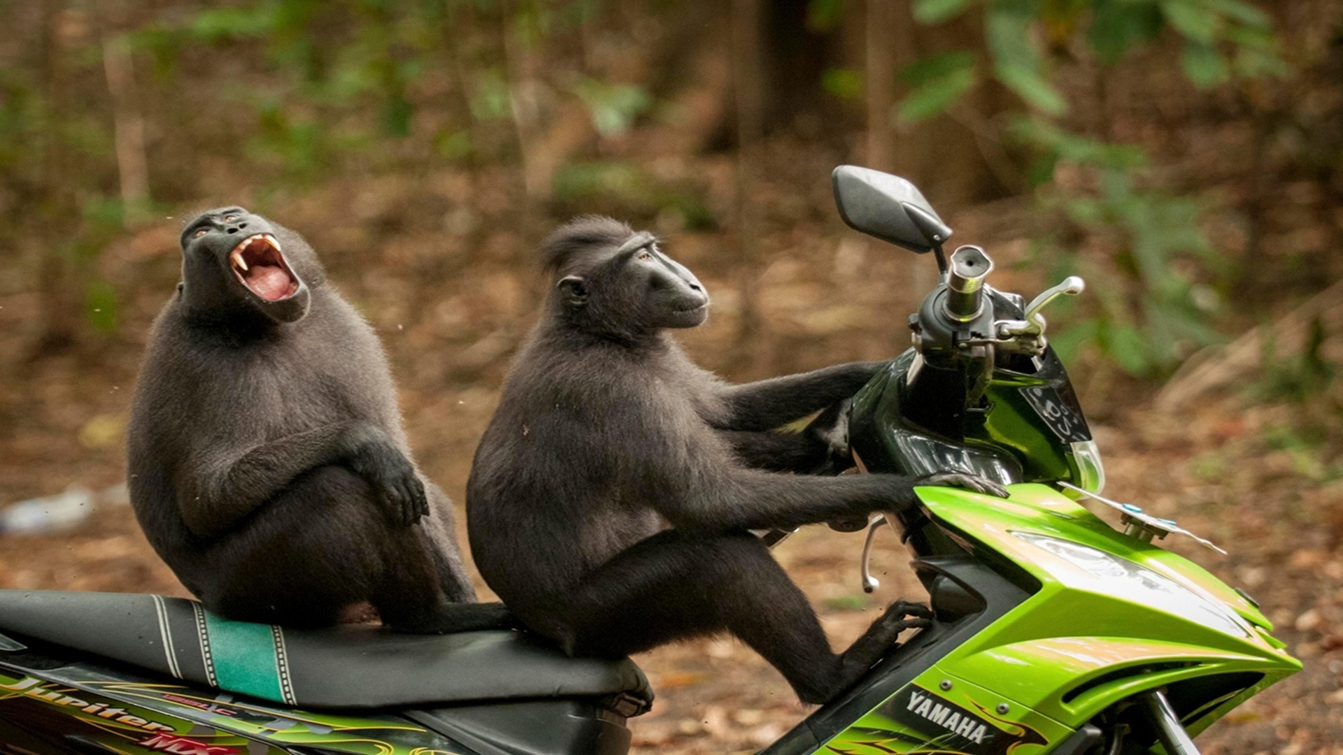 Nature Animals Depth Of Field Humor Muzzles Motorcycle Macaques Indonesia 1920x1080