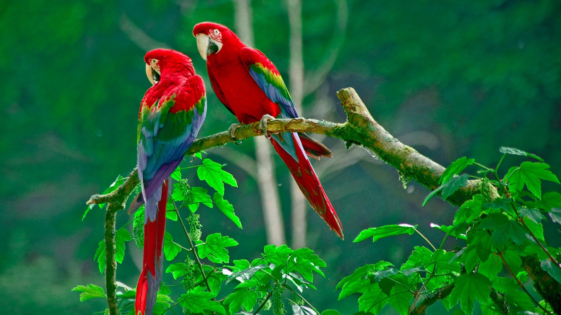 Nature Animals Wildlife Macaws Parrot 1920x1080