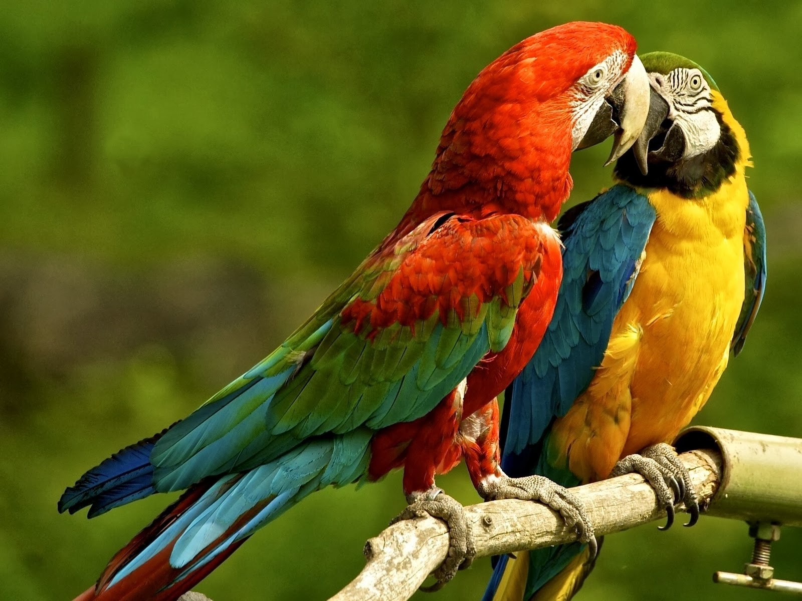 Macaws Birds Parrot Wildlife Animals 1600x1200