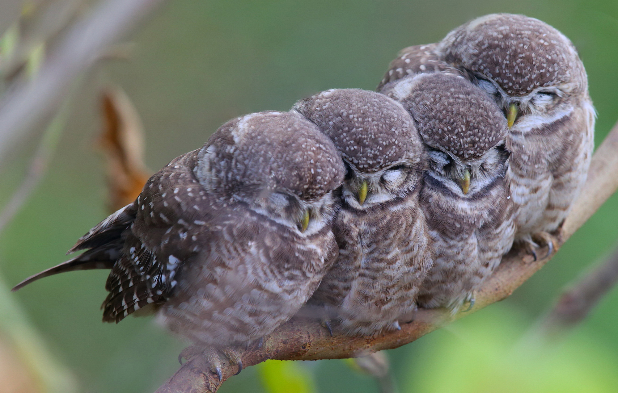 Animal Bird Owl Owlet Cuddle Branch 2000x1273