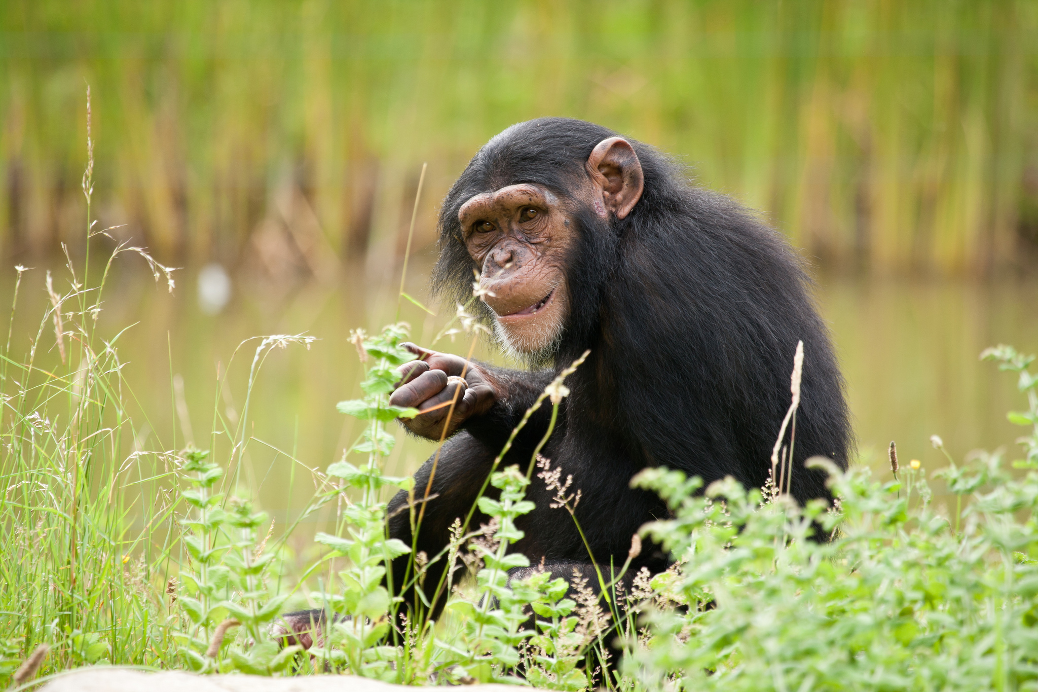 Animal Chimpanzee 2048x1365