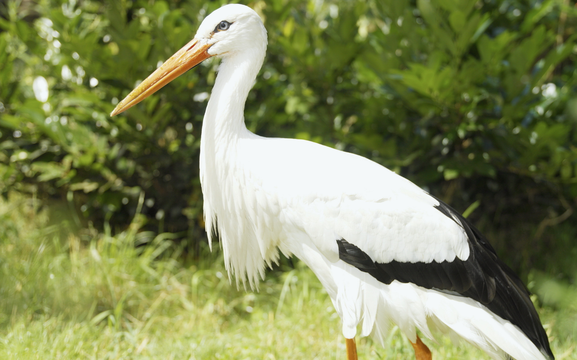 Animal White Stork 1920x1200