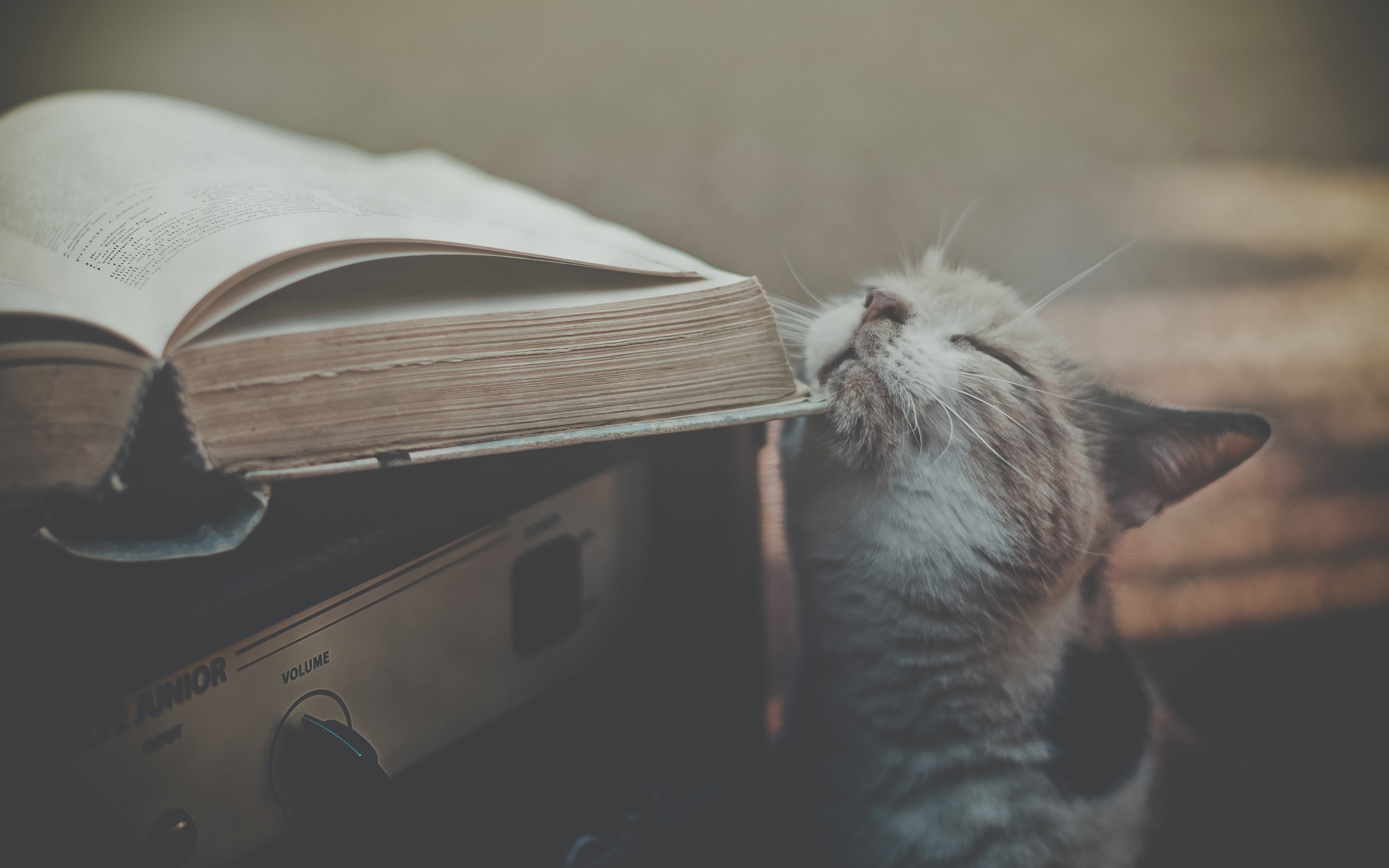 Cats Animals Books Amplifiers 2560x1600
