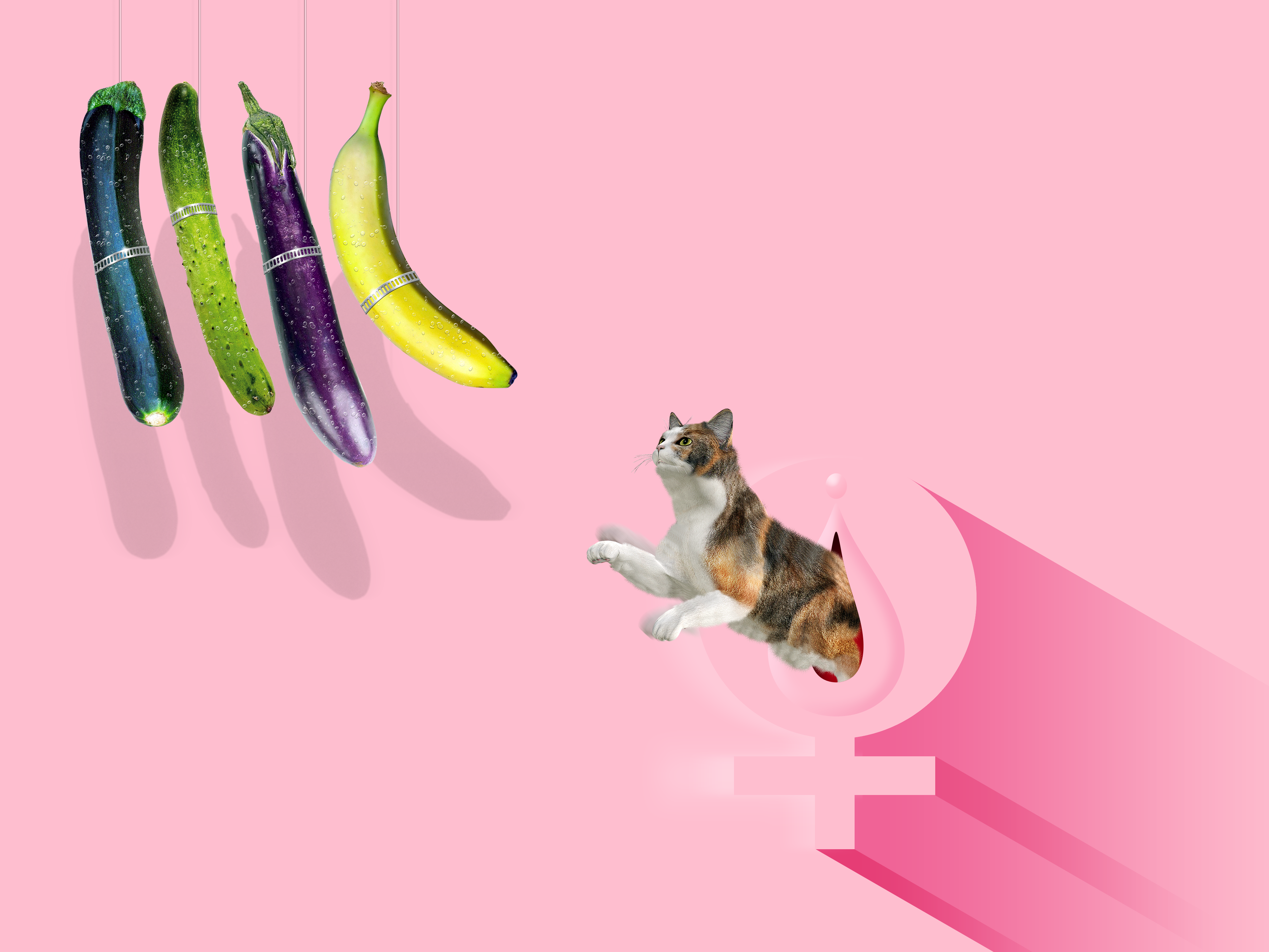 Eggplant Bananas Cucumber Zucchini Cats Humor 3840x2880