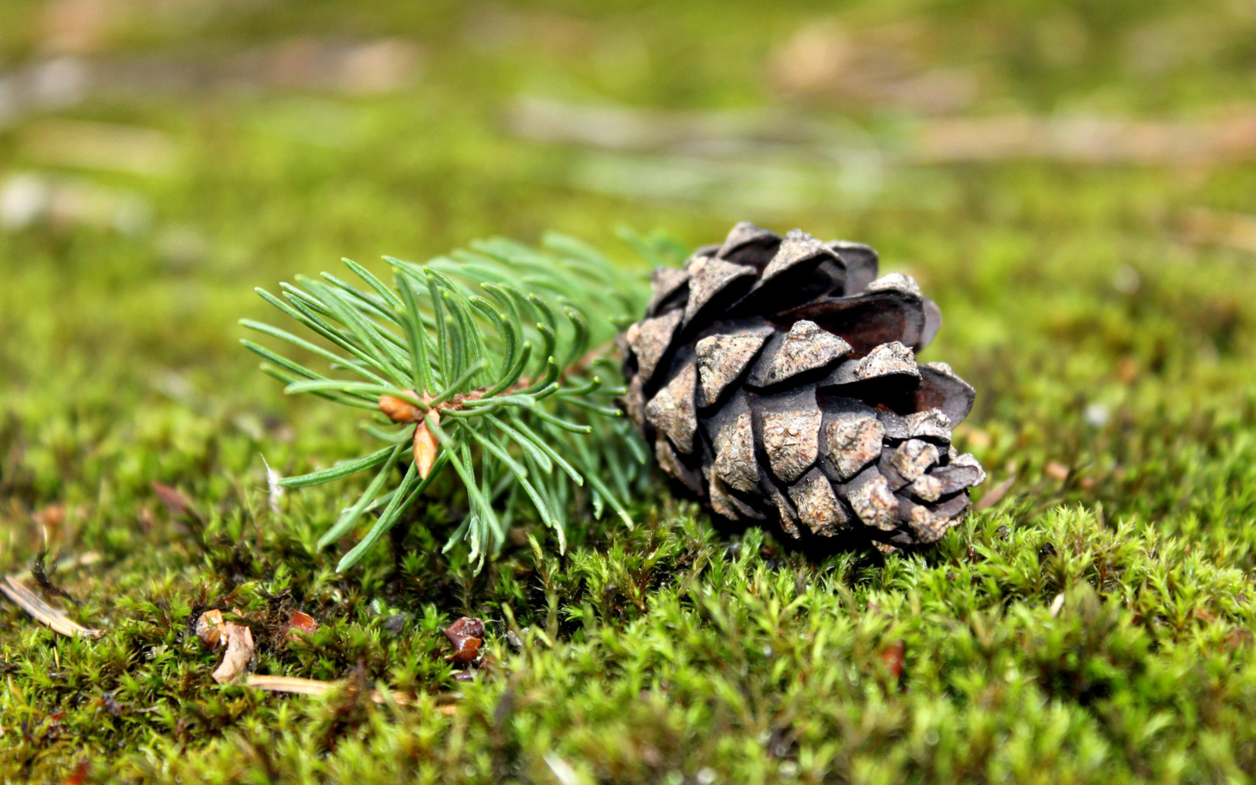 Earth Pine Cone 2560x1600