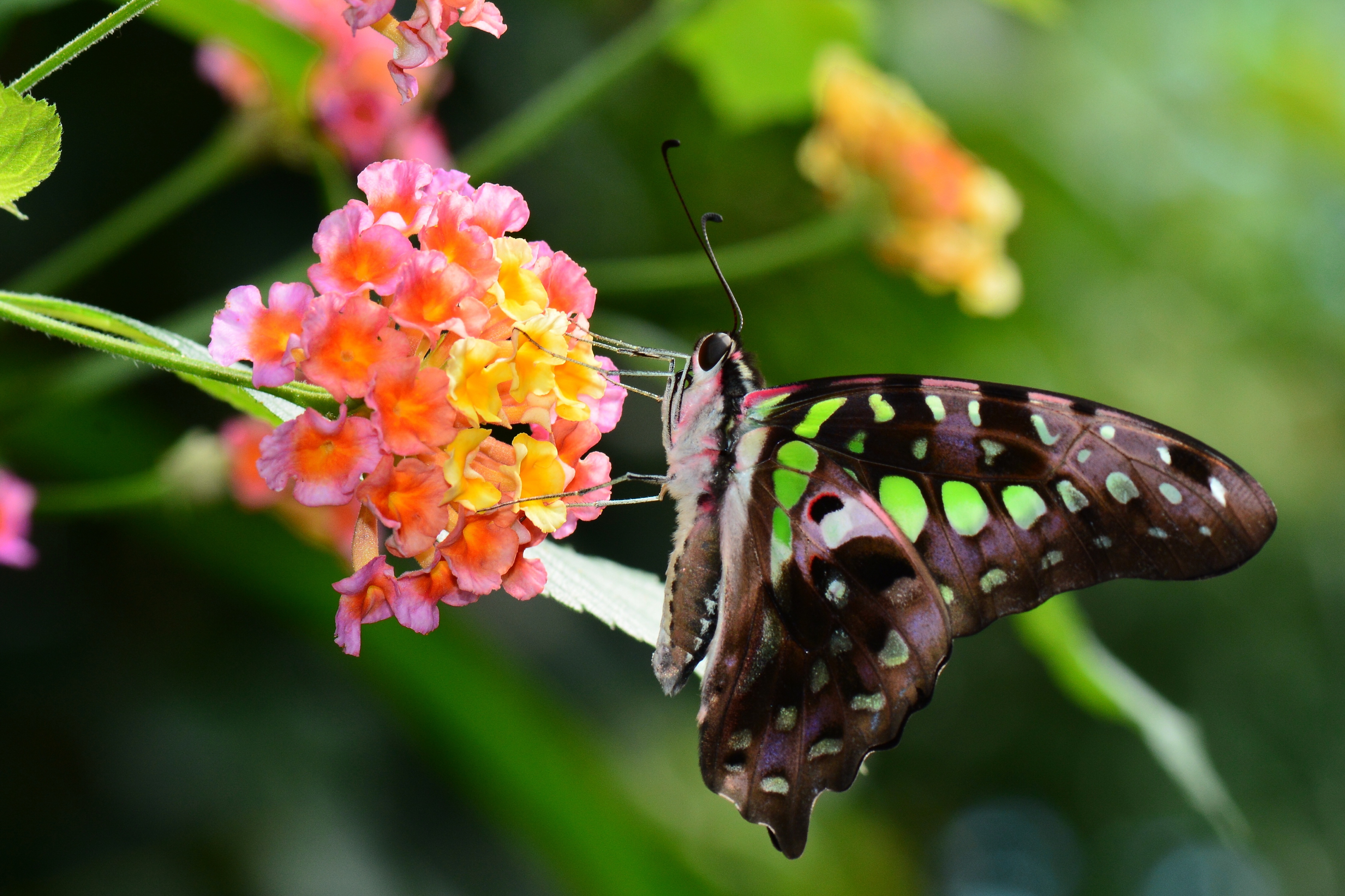Butterfly Insect Flower Colorful Swallowtail Butterfly Close Up 4480x2984