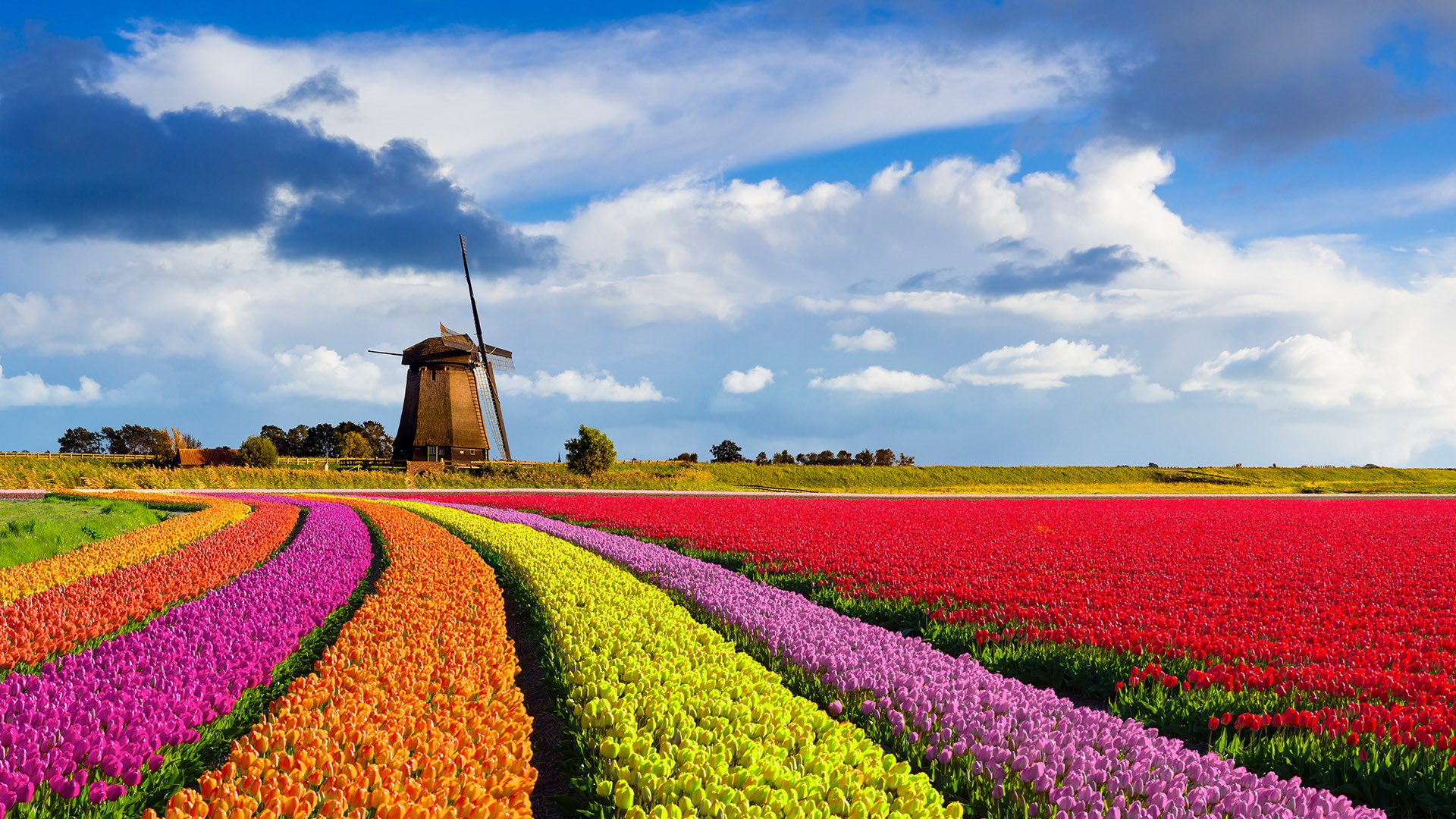 Nature Landscape Windmill Flowers Clouds Sky Red Flowers Orange Flowers Pink Flowers Purple Flower Y 1920x1080