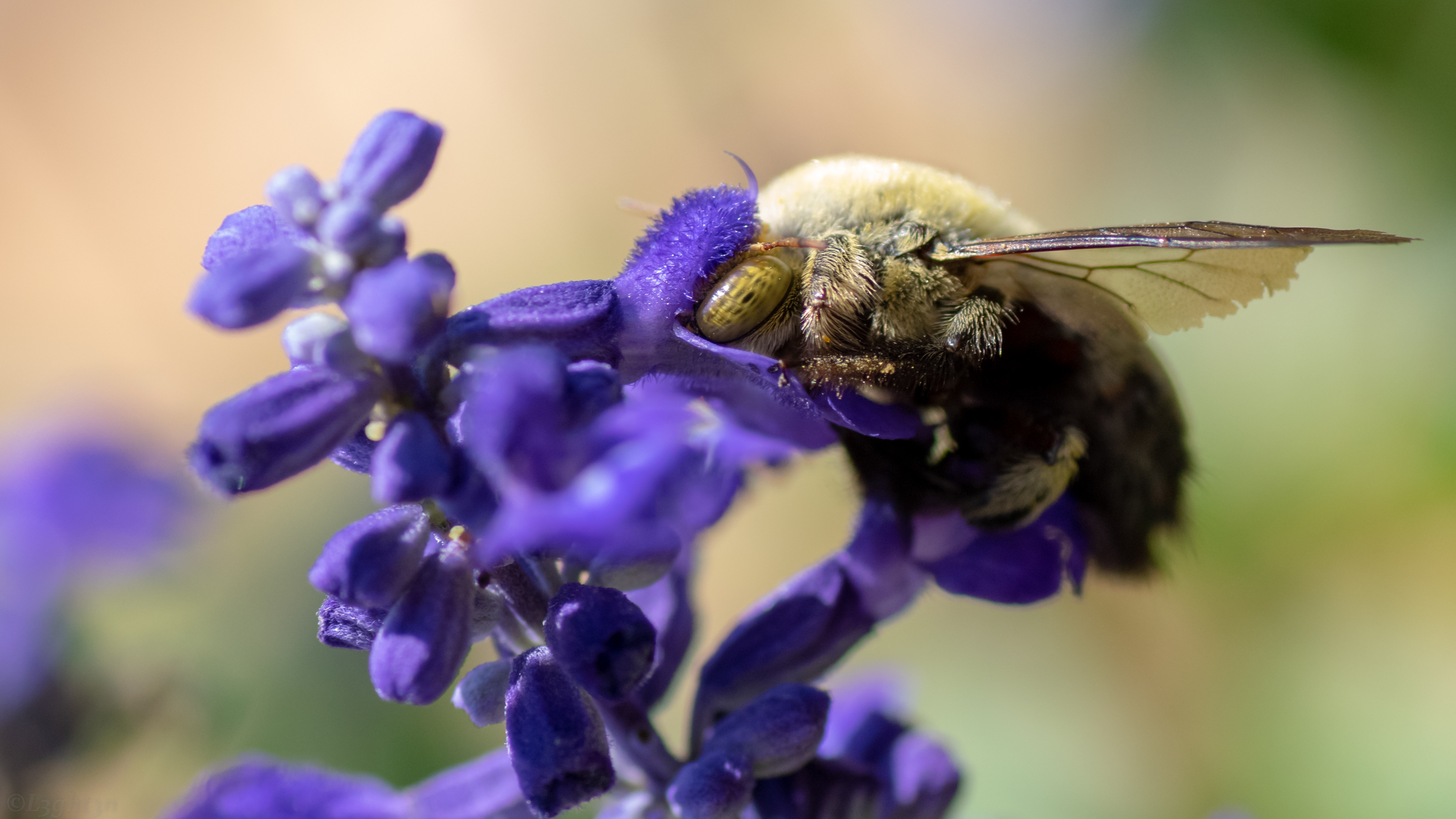 Bumblebee Photography Animals Flowers Insect Plants 3840x2160