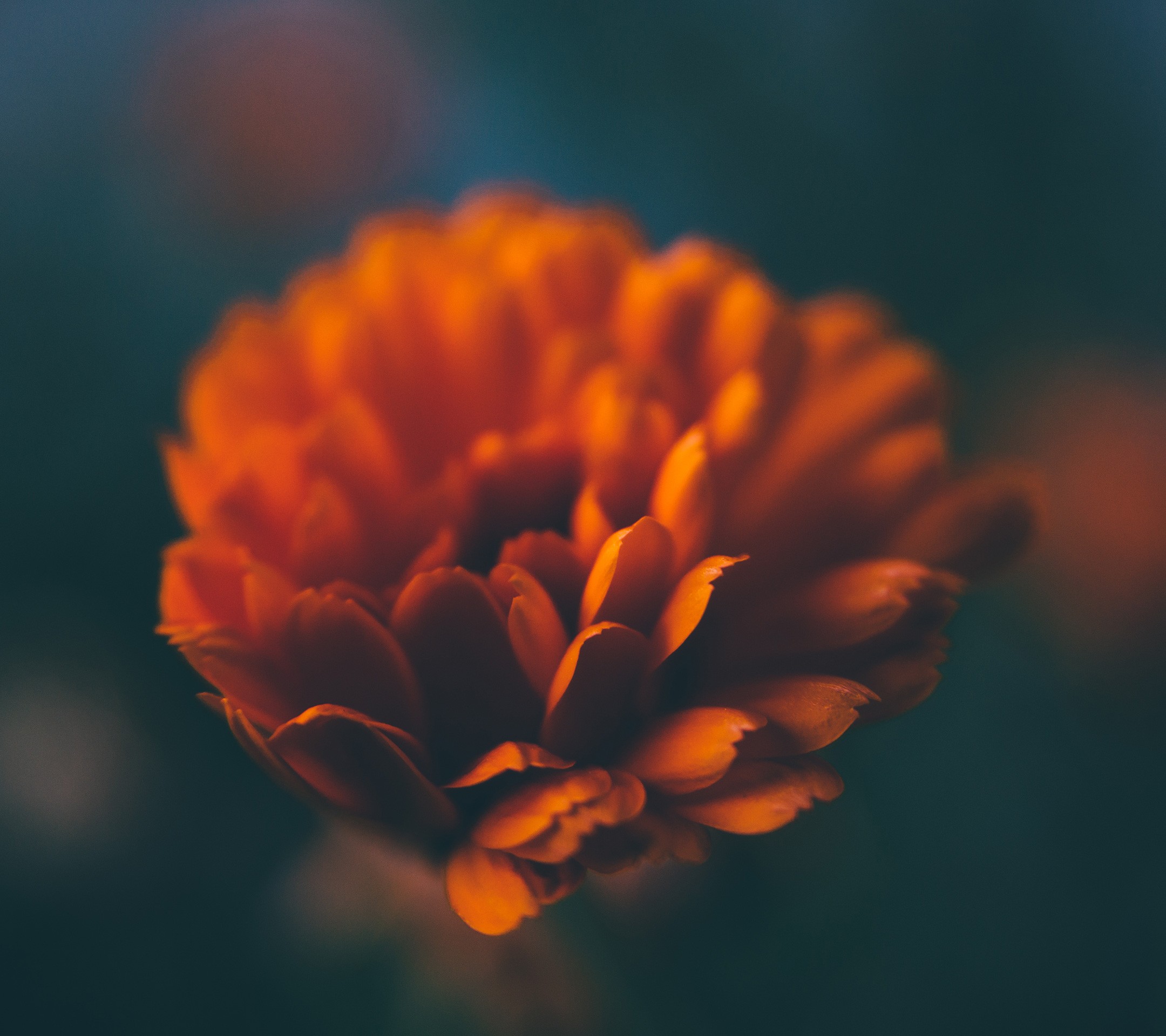 Orange Flowers Petals Closeup 2160x1920