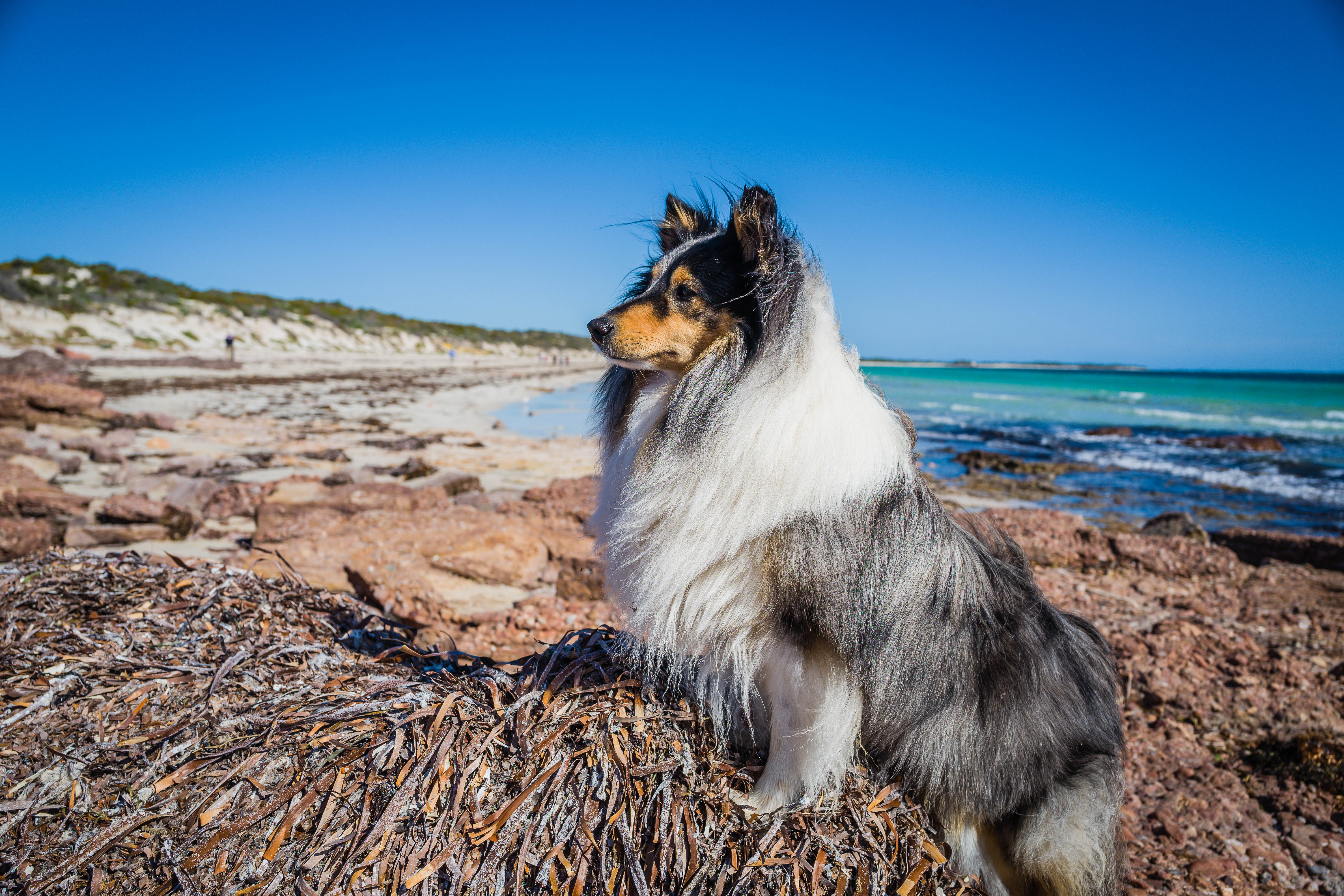 Shetland Sheep Dog Beach Dog Good Boy 6000x4000