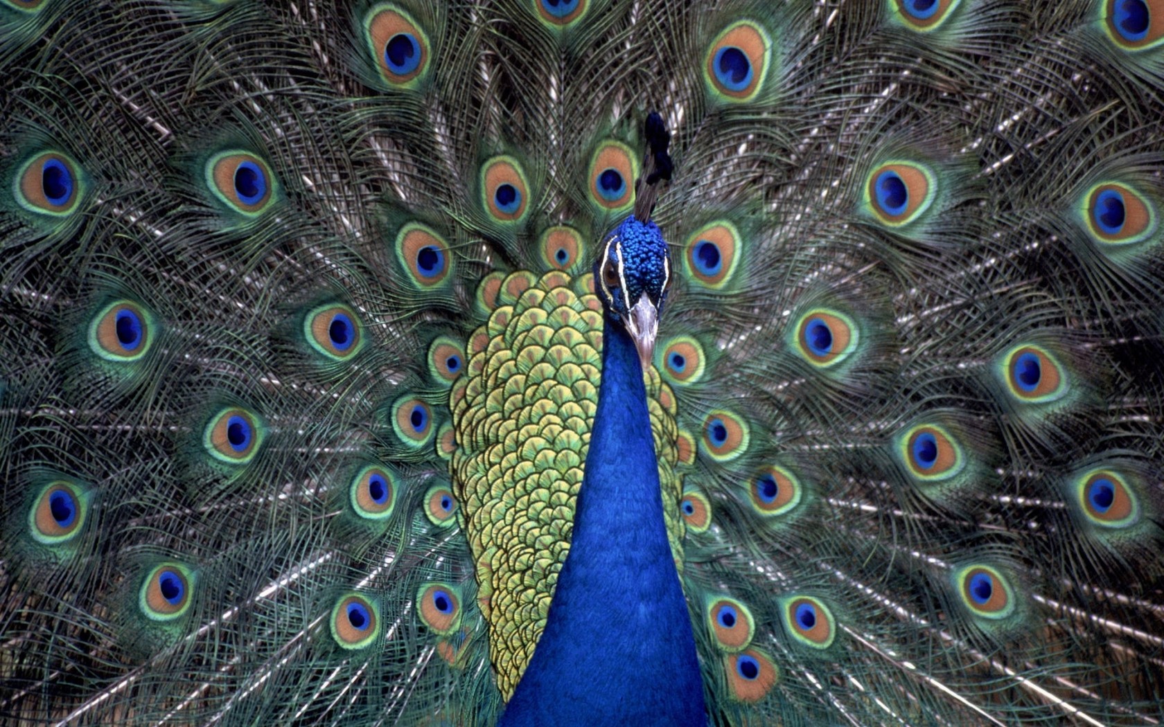 Peacocks Animals Birds 1680x1050