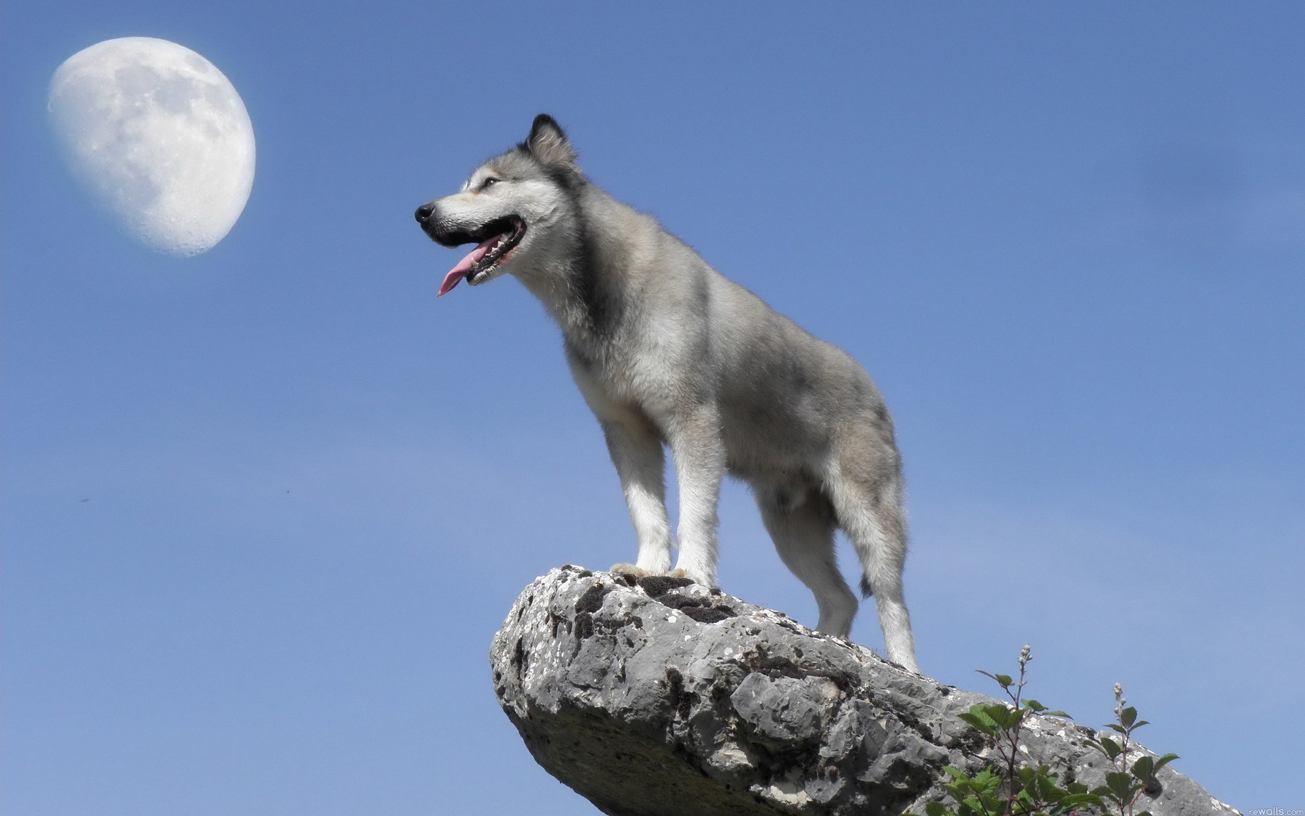 Animal Gray Wolf 2560x1600