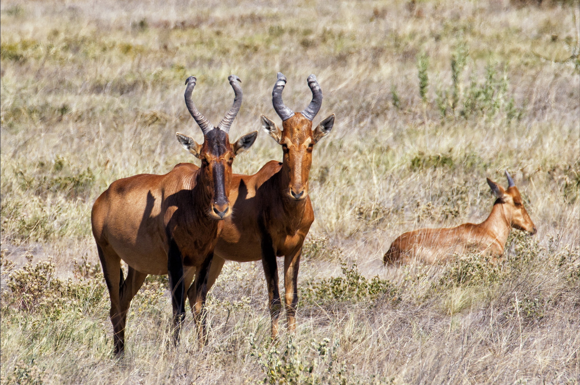 Animal Antelope 2035x1353