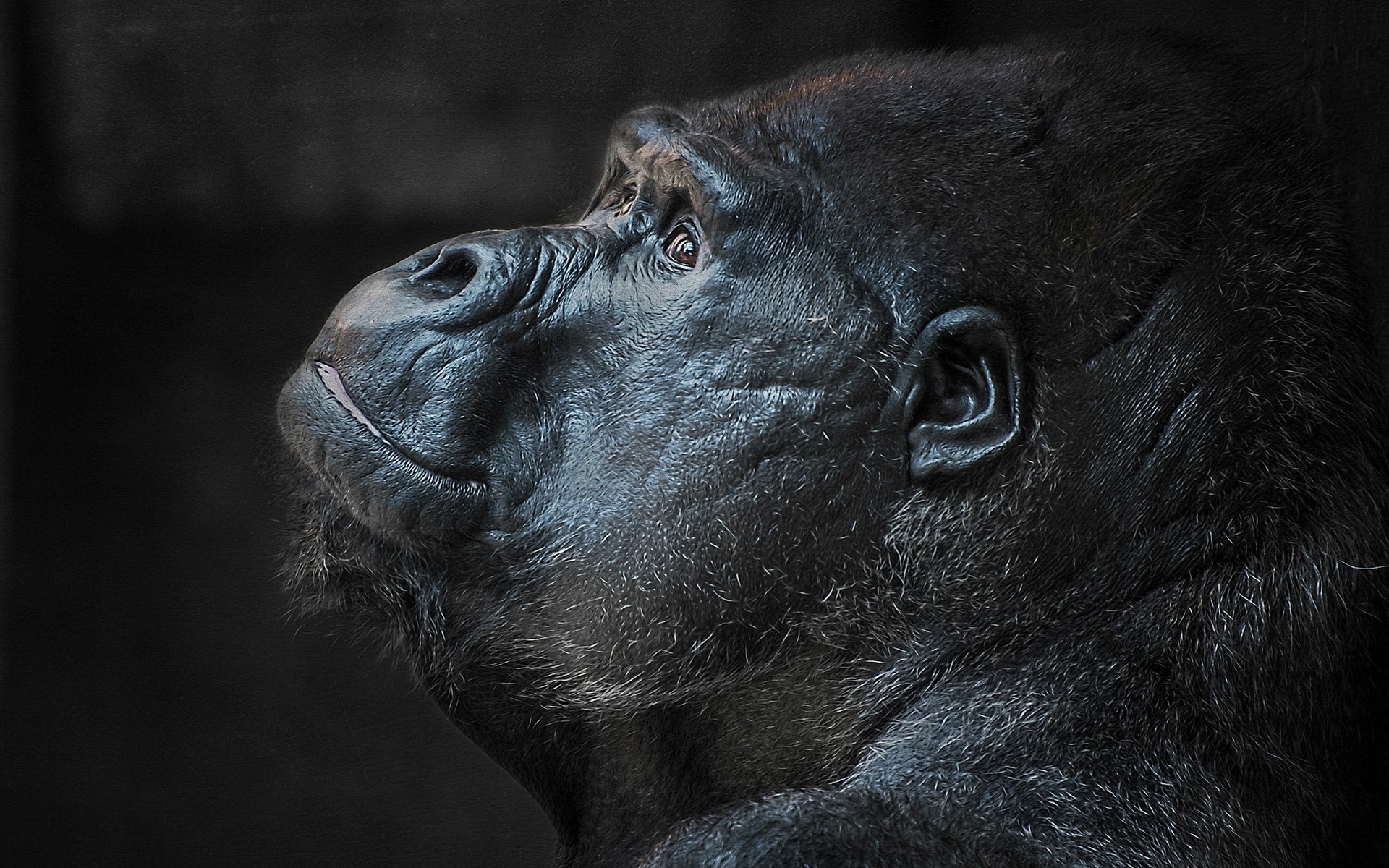 Animals Gorillas Closeup 1920x1200