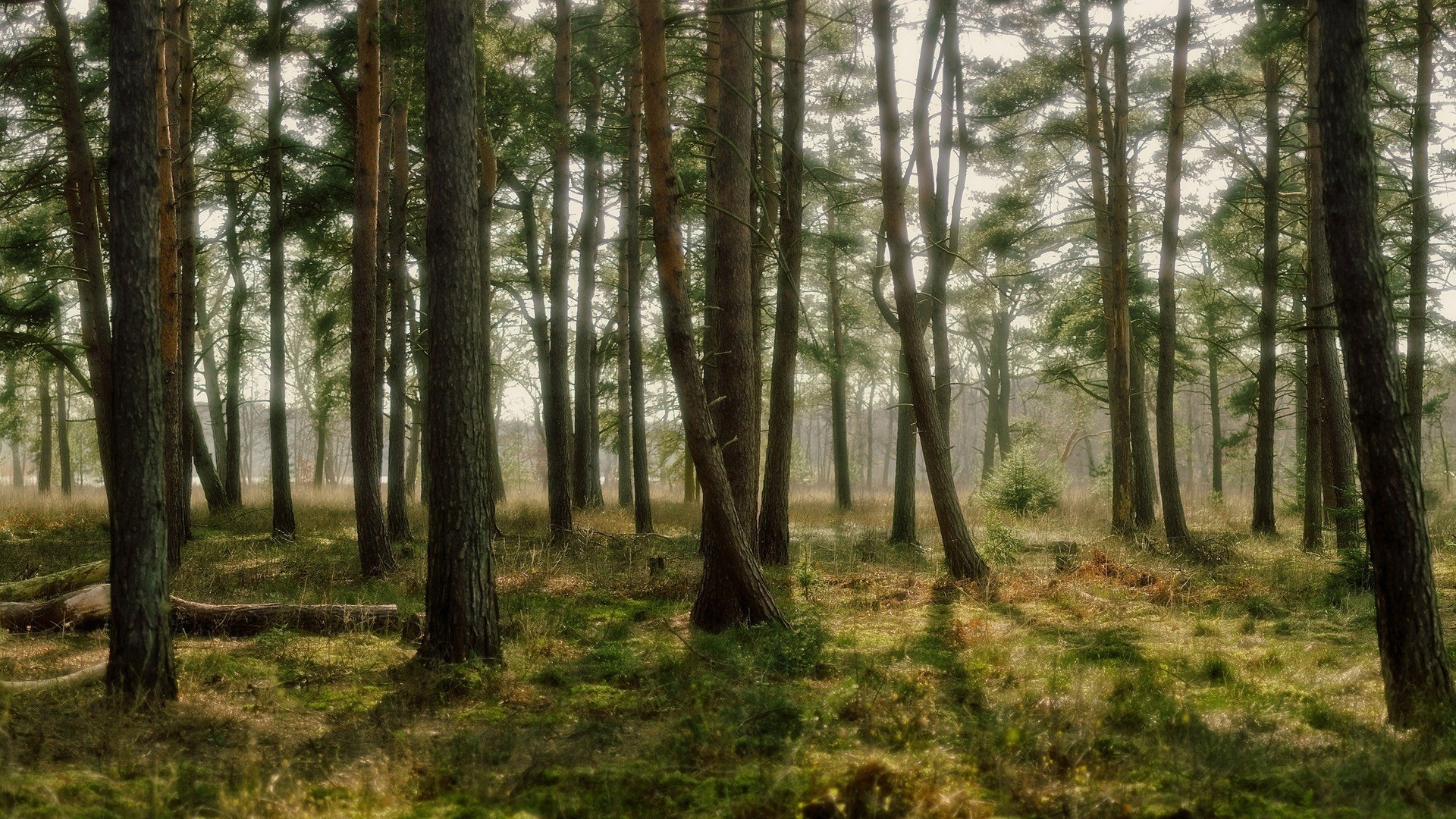 Nature Landscape Forest Pine Trees Trees Green Dappled Sunlight Haze 1920x1080