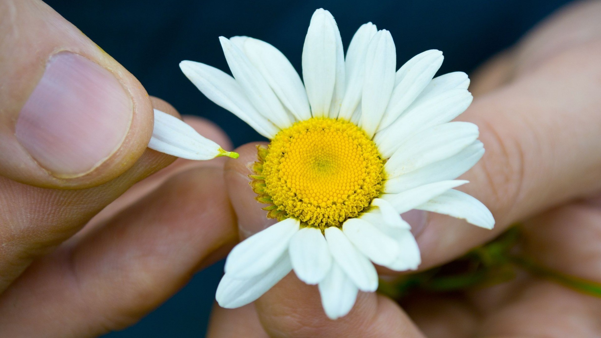 Hands Flowers Matricaria 1920x1080