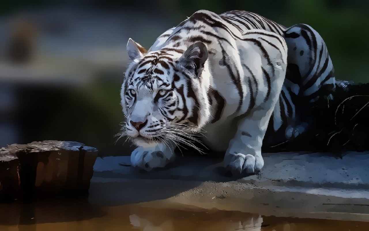 Digital Art Wild Cat Tiger White Tigers Big Cats 1280x801