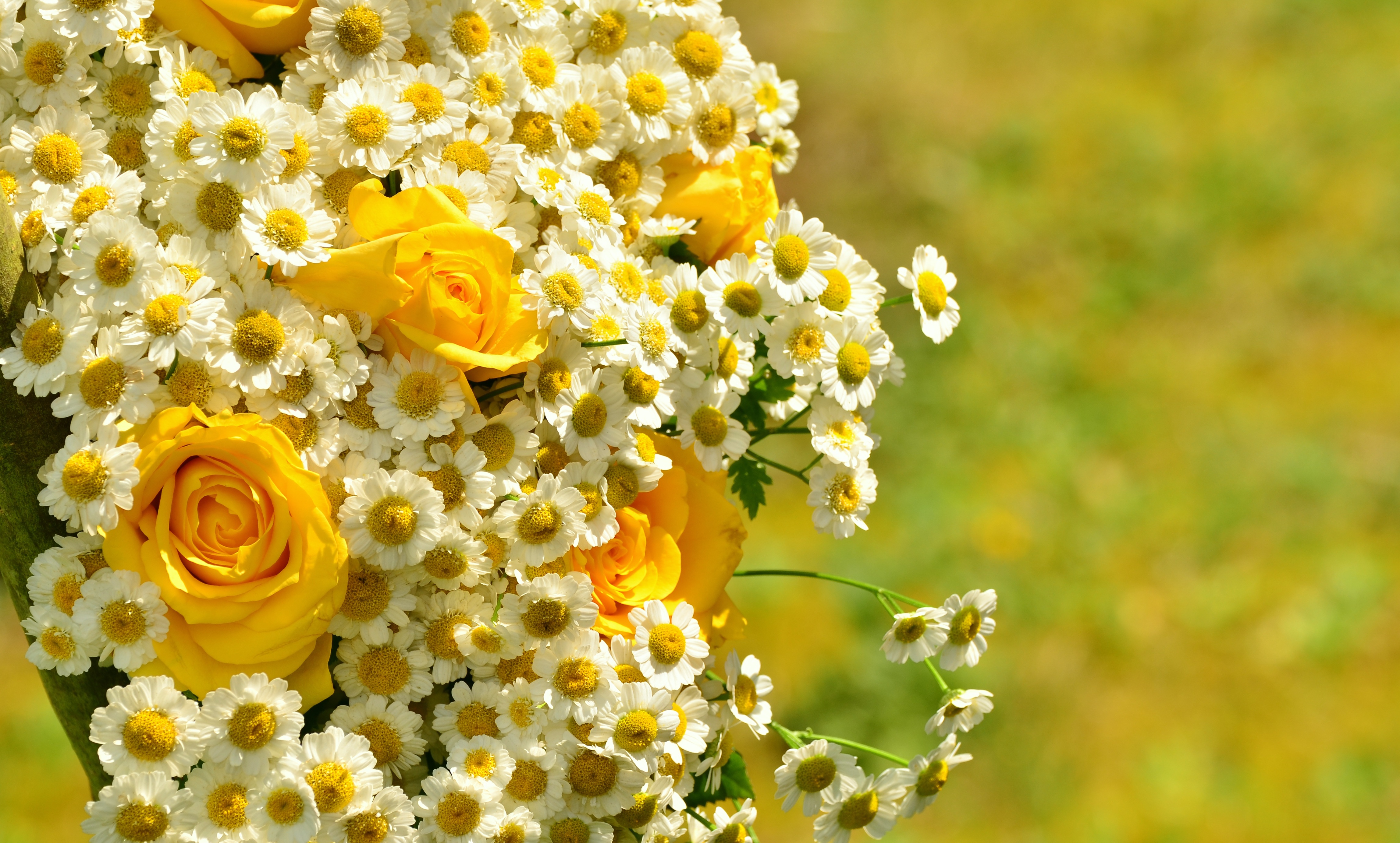 Yellow Roses Chamomile Bouquet Bokeh Flowers 4594x2769