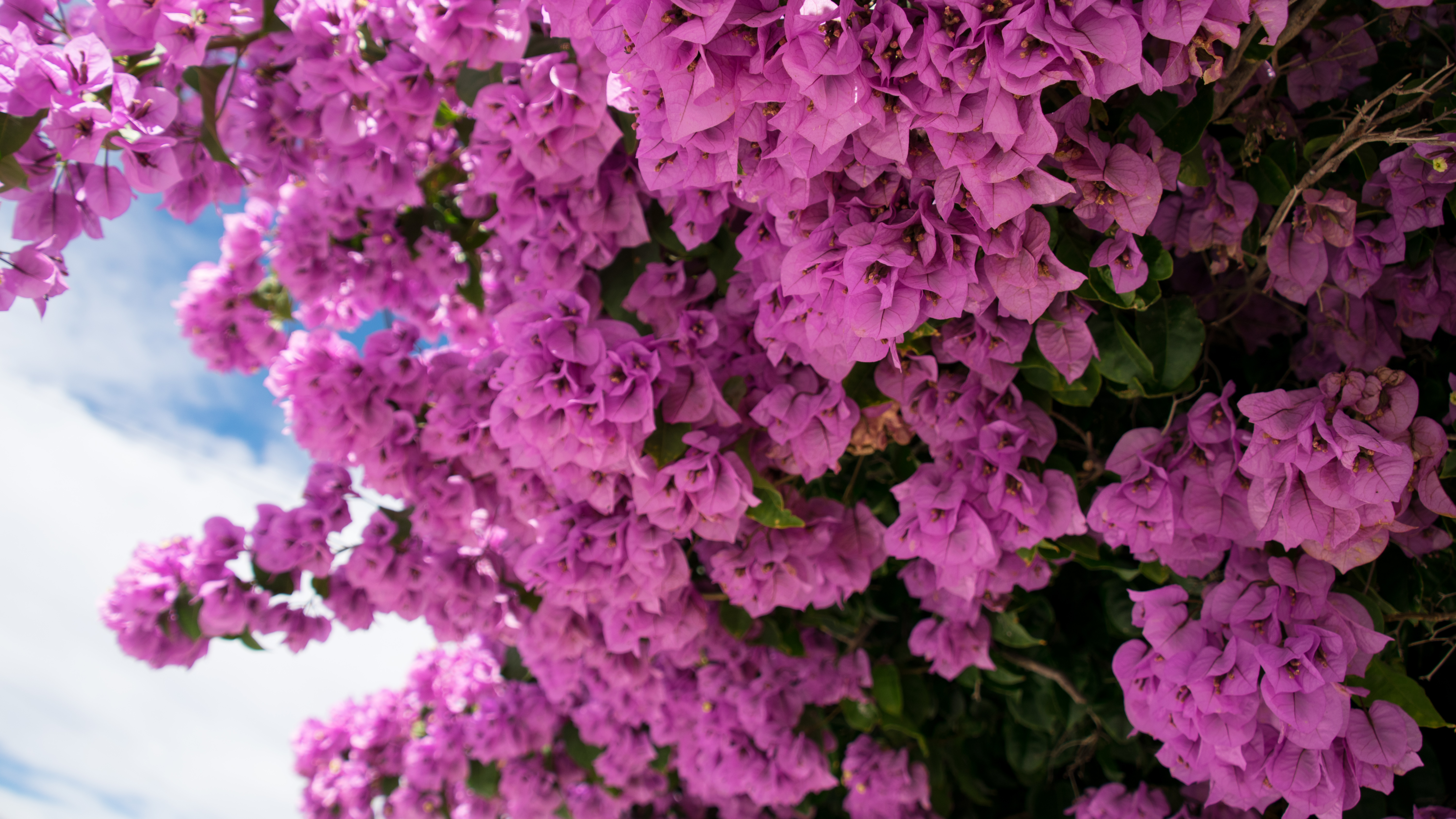 Flowers Pink Nature Bougainvillea 6000x3375
