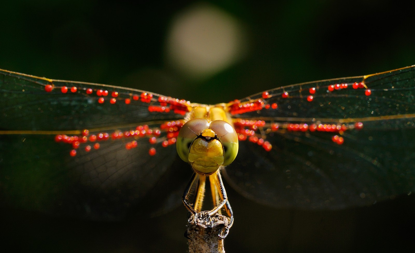 Nature Photography Macro Dragonflies Looking At Viewer 1600x977