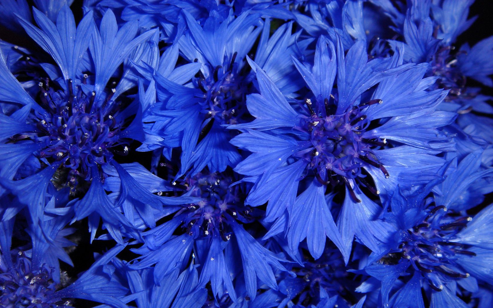 Earth Flower Cornflower Blue Flower 1680x1050
